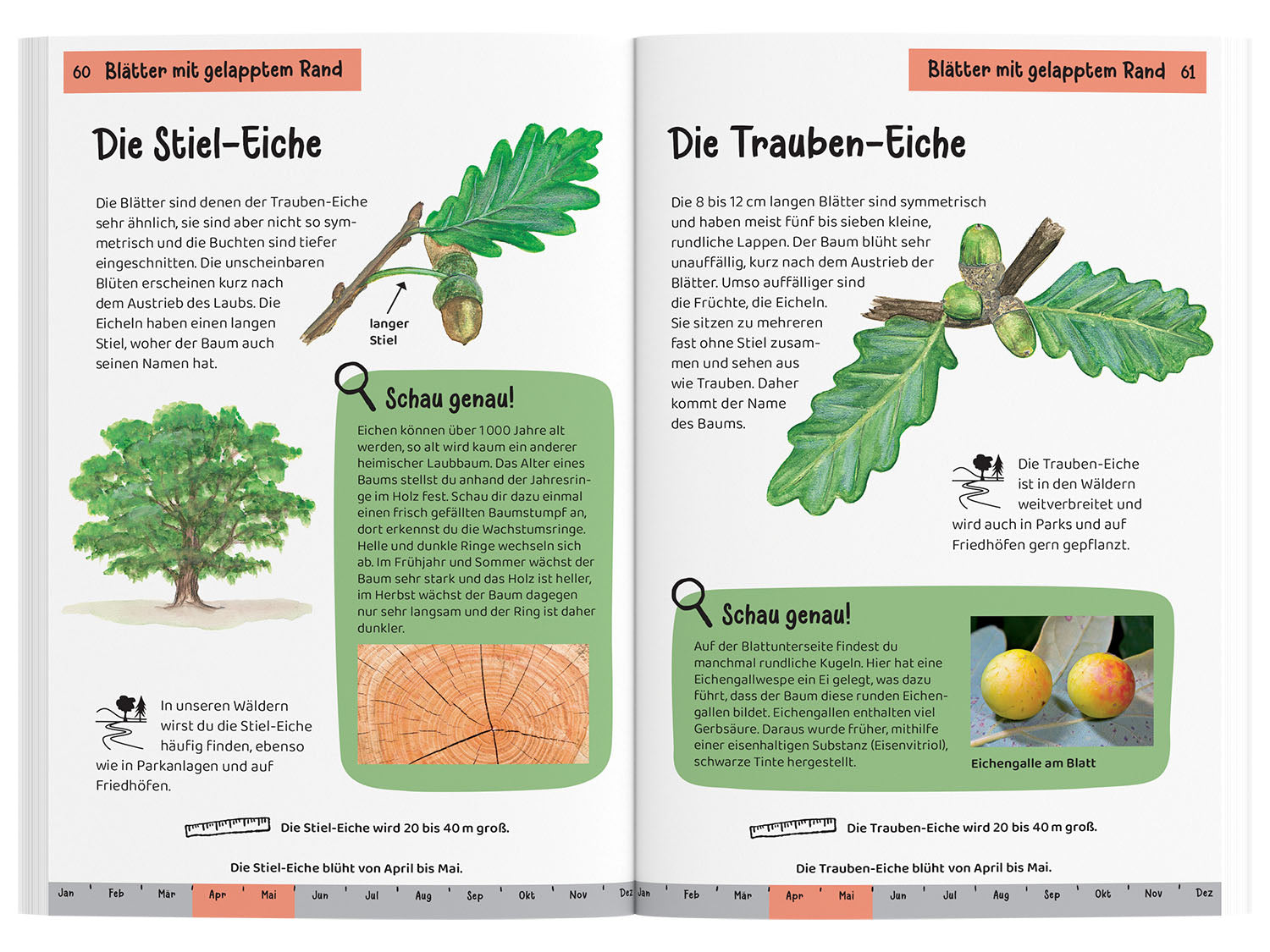 kosmos-welcher-baum-ist-das-kindernaturf-hrer-ab-6 image 3
