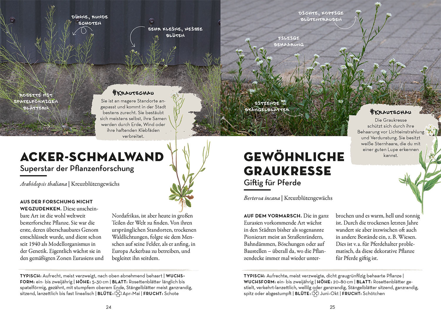 kosmos-das-w-chst-in-deiner-stadt-bestimmungsbuch-pflanzen image 4