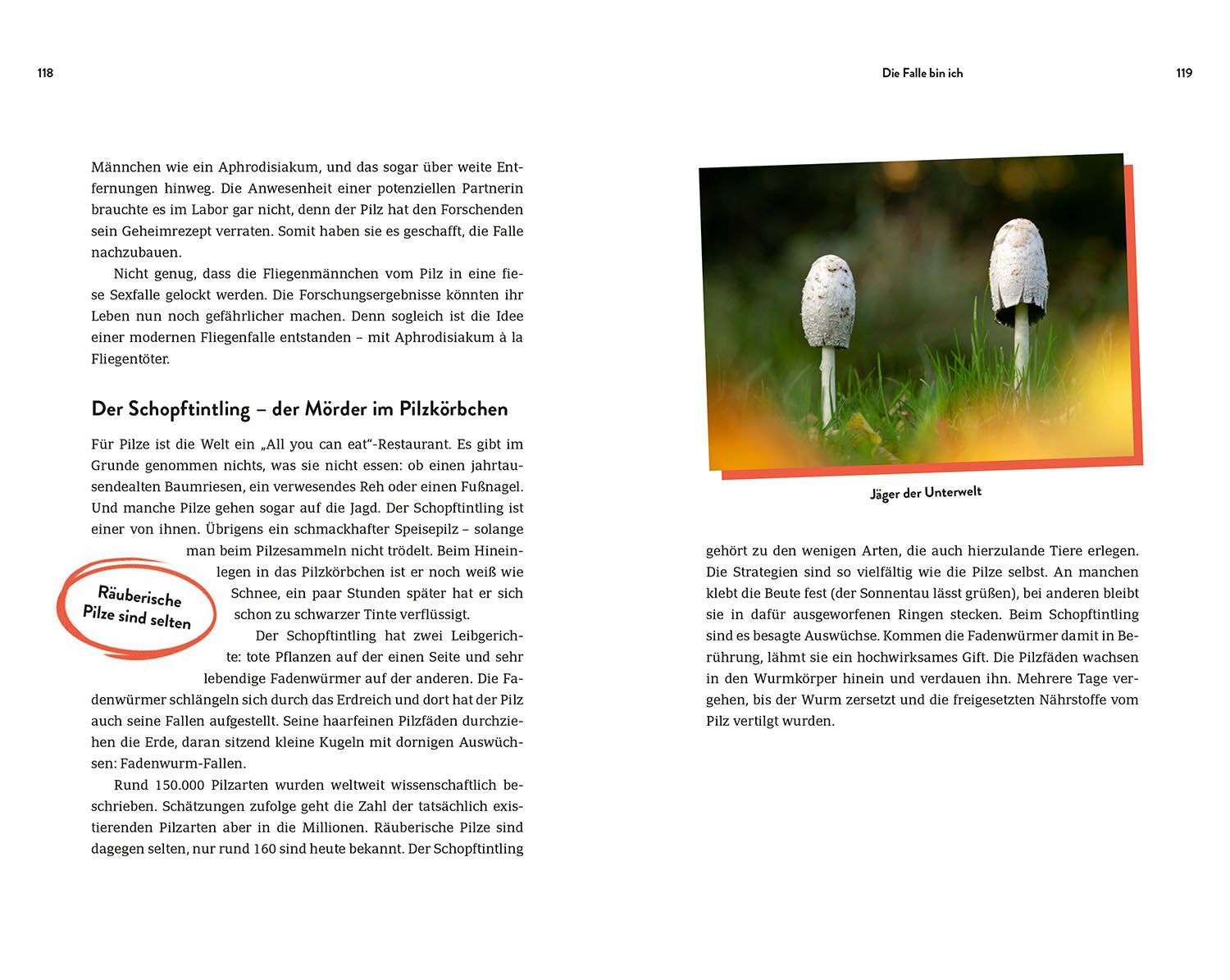 die-zauberkicker-true-crime-in-nature-ratgeber-buch-tiere image 5