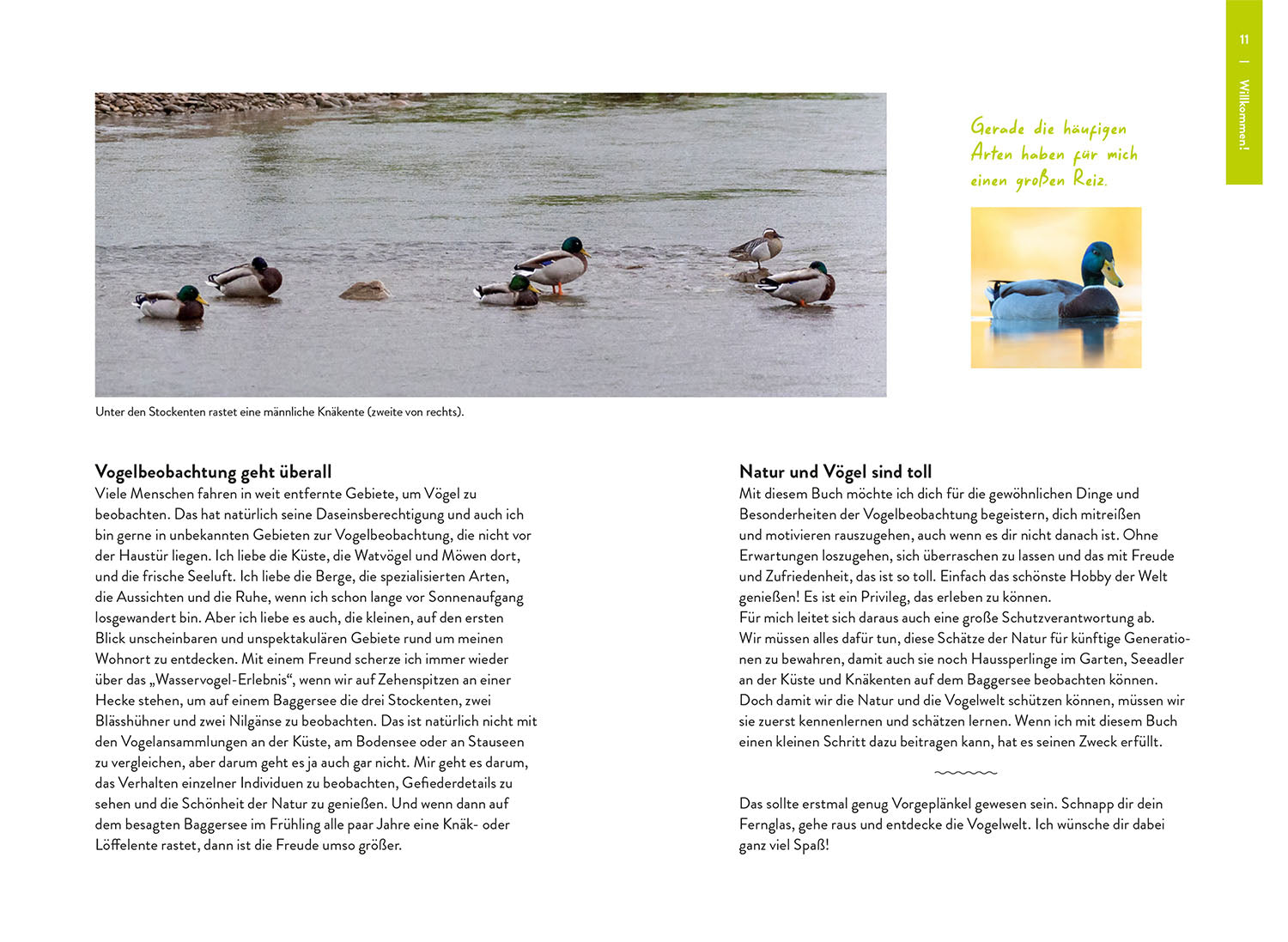 kosmos-nature-guide-v-gel-vogelf-hrer-bestimmung-nibbenhagen image 3