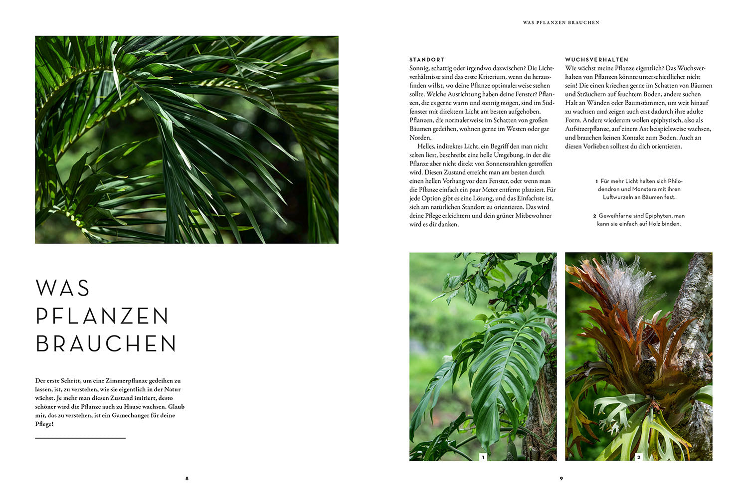 adventure-games-b-cher-zimmerpflanzenliebe-ratgeber-monstera image 3