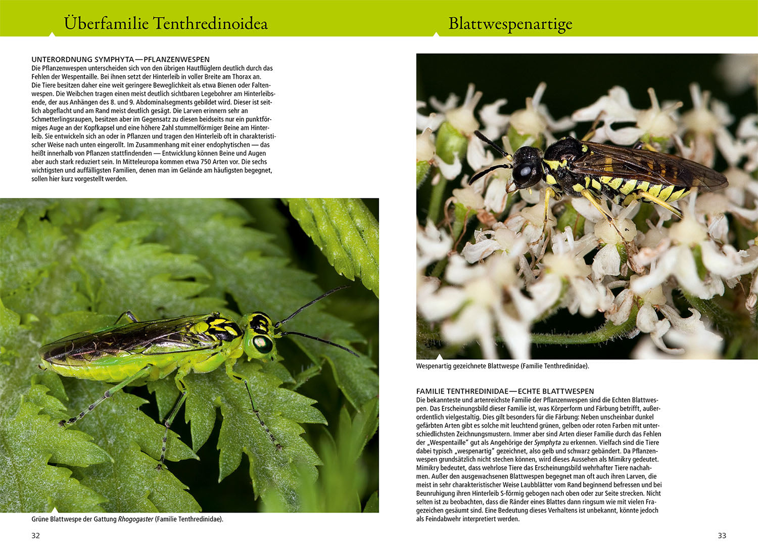 die-zauberkicker-bienen-wespen-ameisen-naturf-hrer-buch image 4