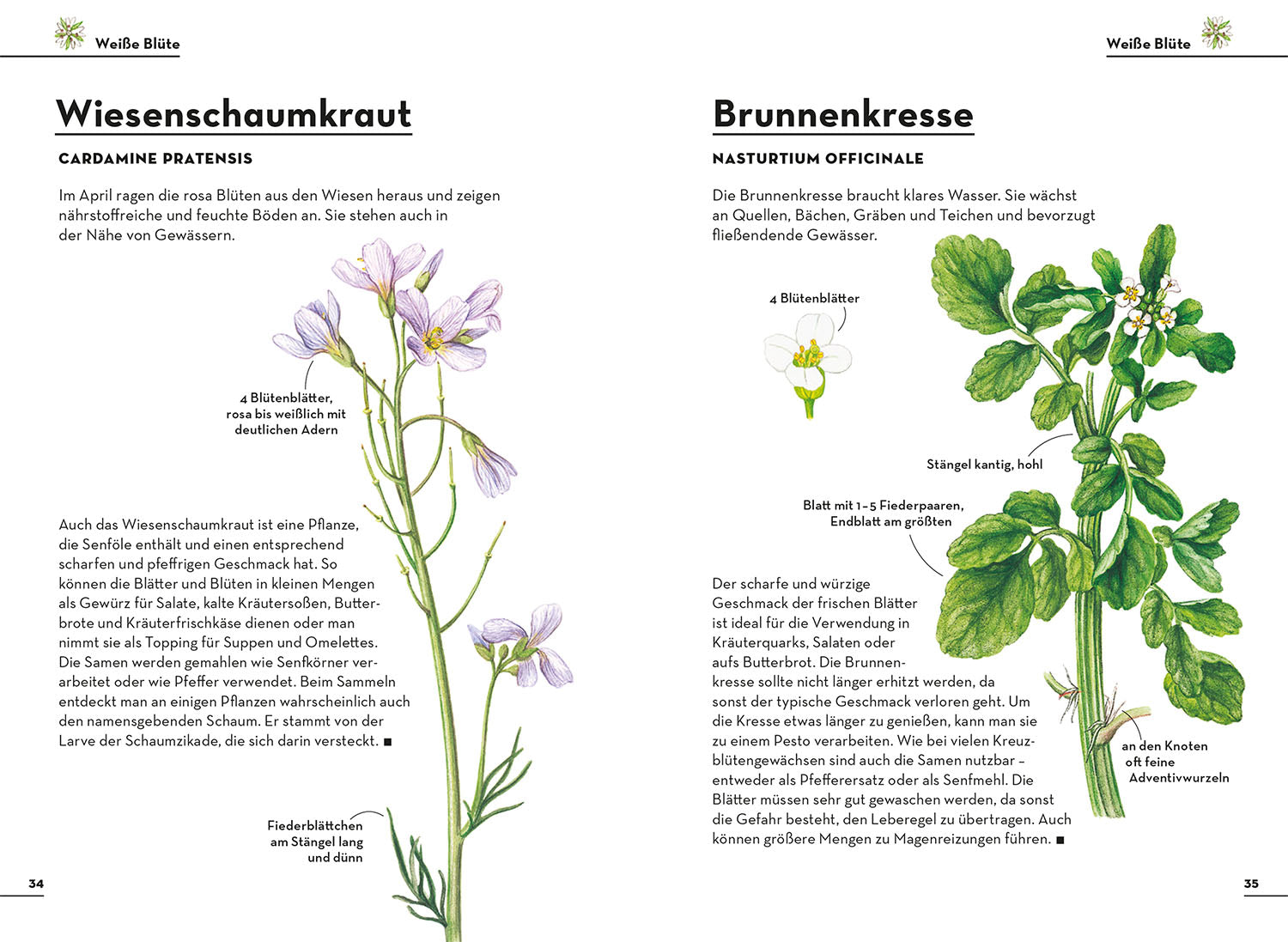 kosmos-einfach-essbar-wildkr-uter-buch-100-arten image 5