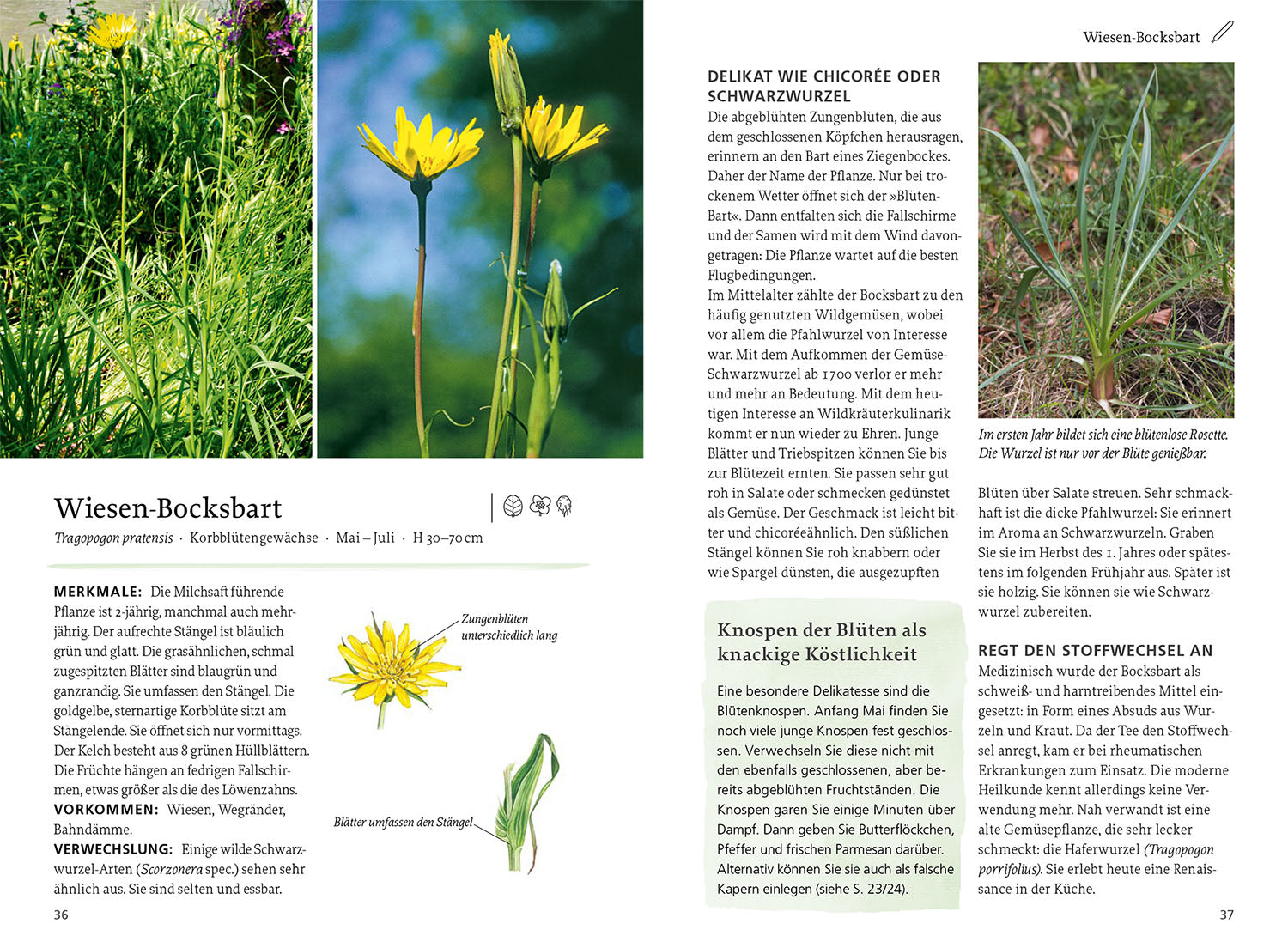 kosmos-unsere-essbaren-wildpflanzen-buch-bestimmen-sammeln image 4