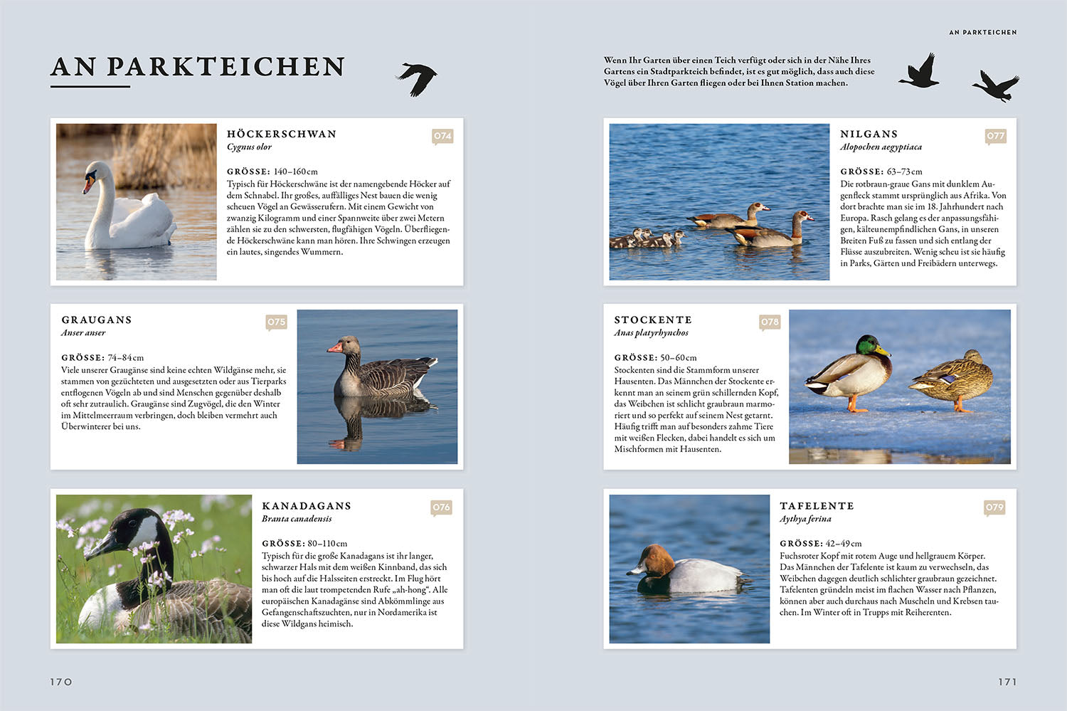 kosmos-das-buch-der-gartenv-gel-sachbuch-ber-100-arten-familie image 5