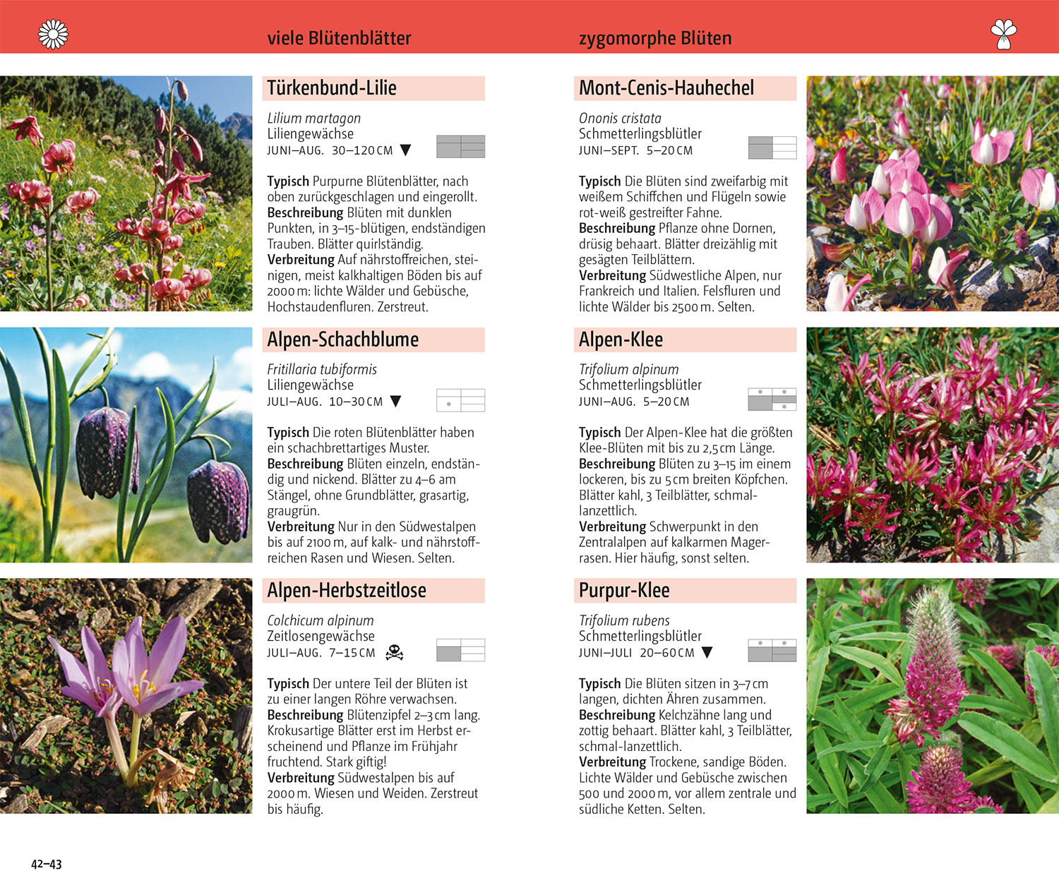 kosmos-blumen-der-alpen-bestimmungsbuch-500-arten image 4