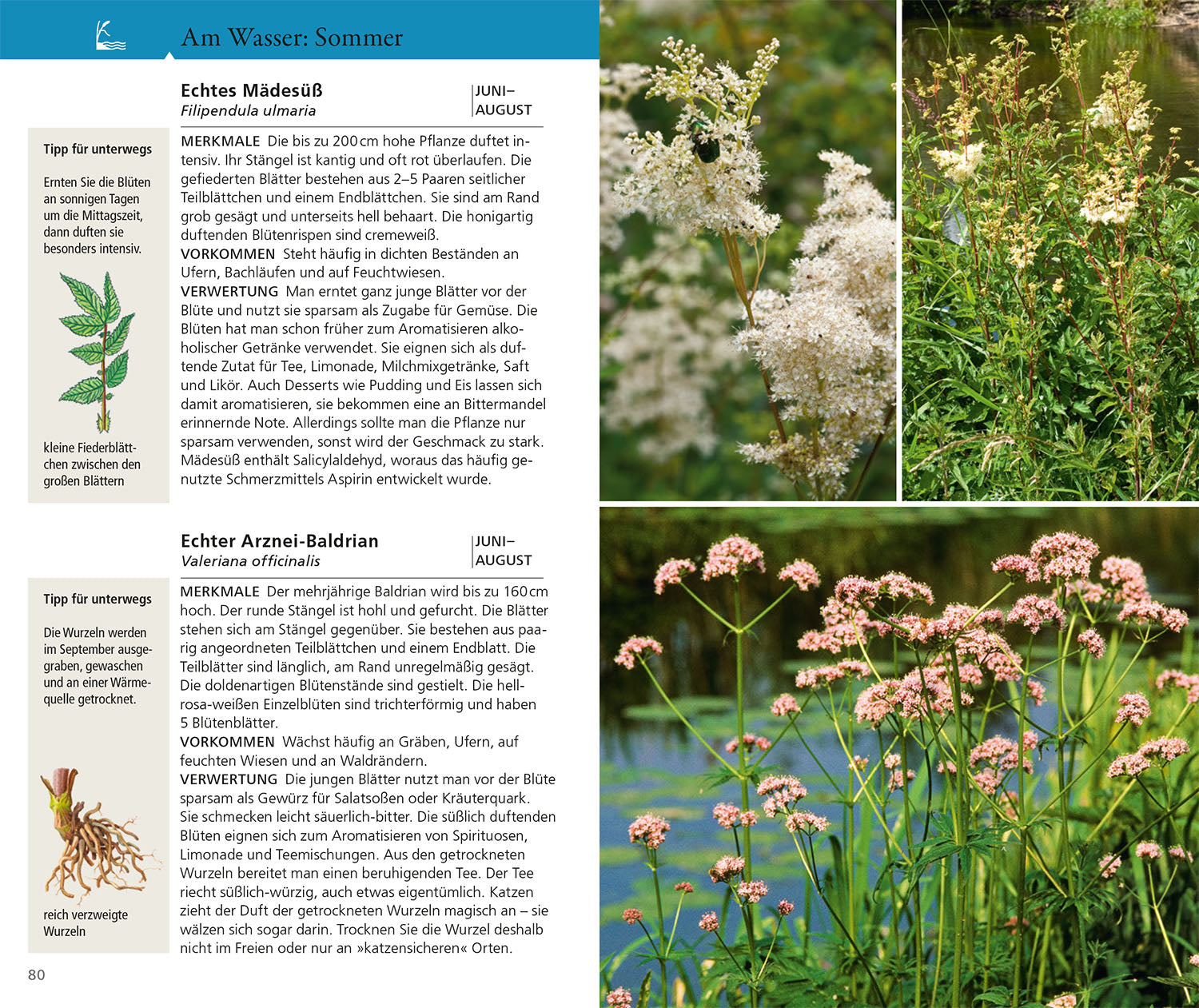adventure-games-b-cher-essbare-wildkr-uter-naturf-hrer-140-arten image 5