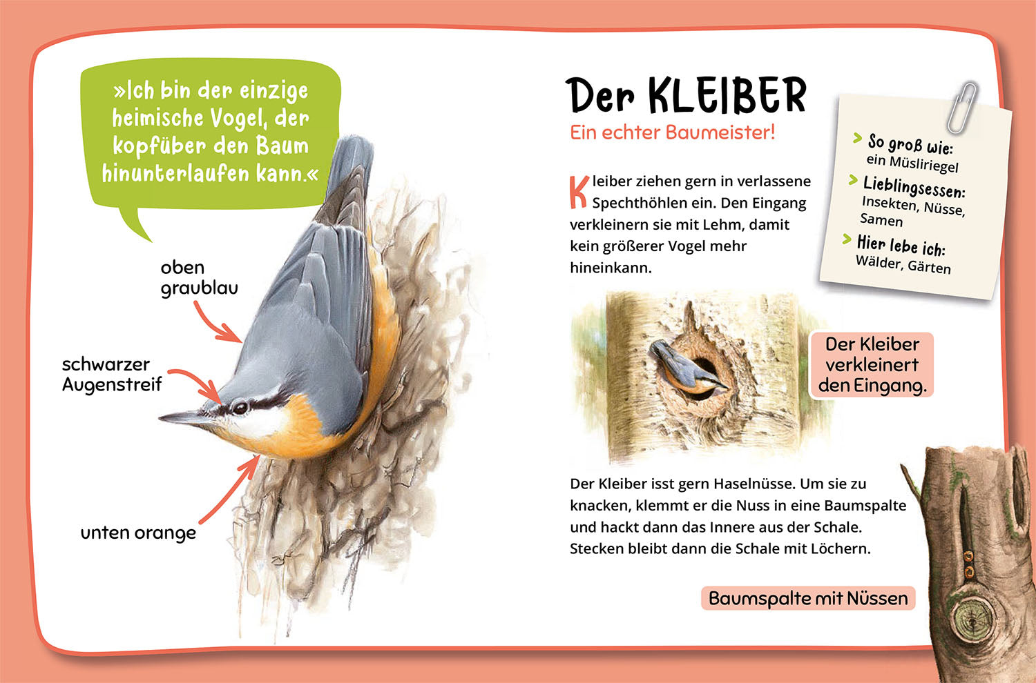 kosmos-mein-erster-naturf-hrer-welche-tierspur-ist-das-buch image 6
