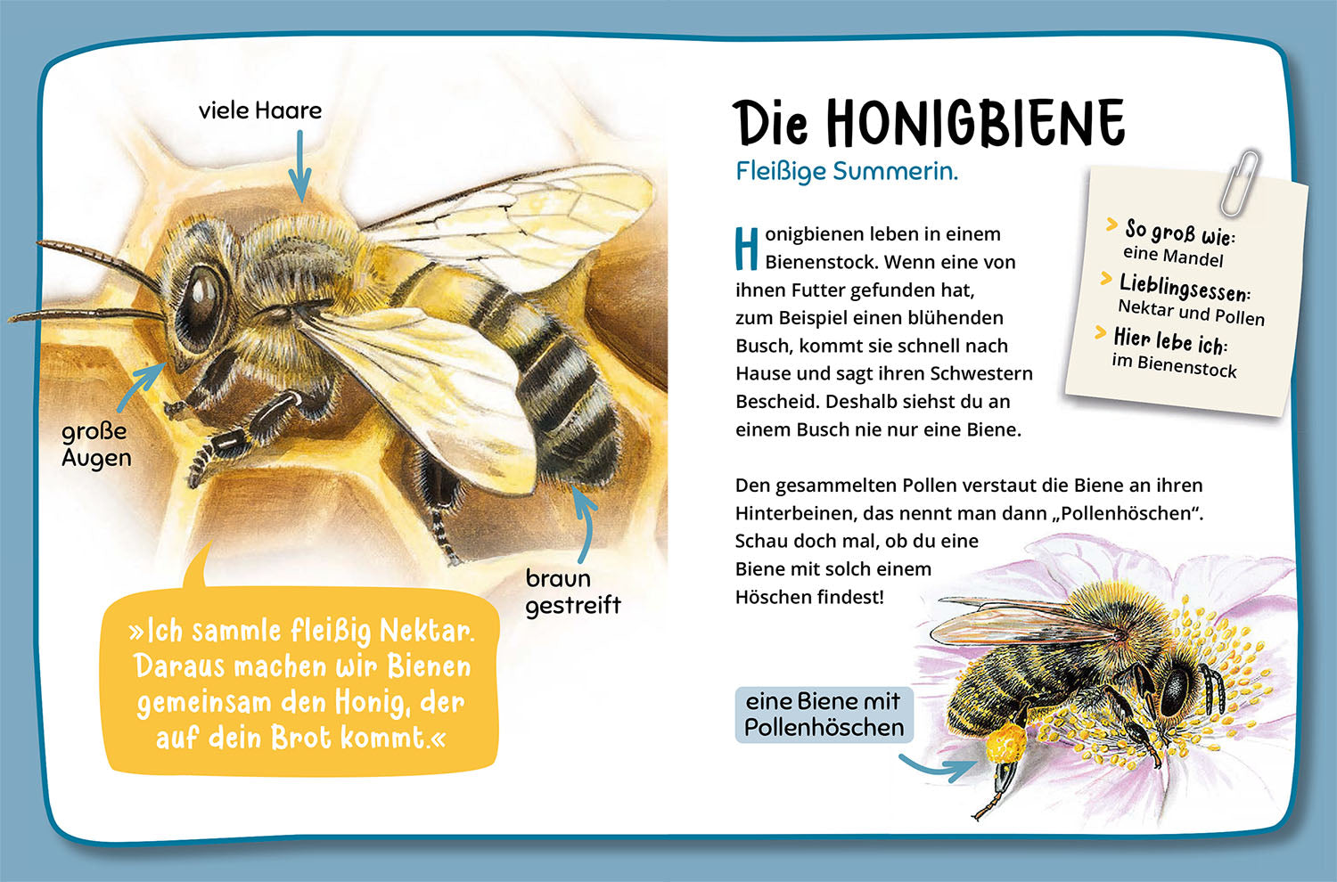 kosmos-was-krabbelt-denn-da-naturf-hrer-insekten image 4