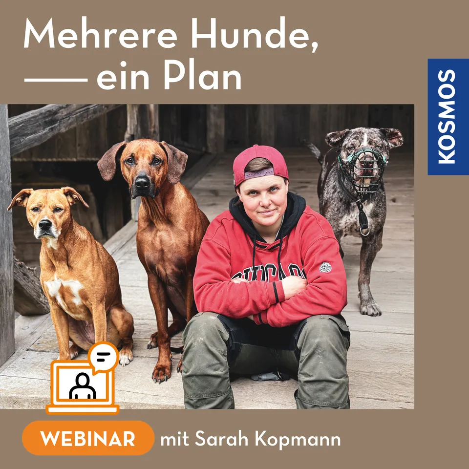adventure-games-digital-mehrere-hunde-ein-plan-webinar image 1