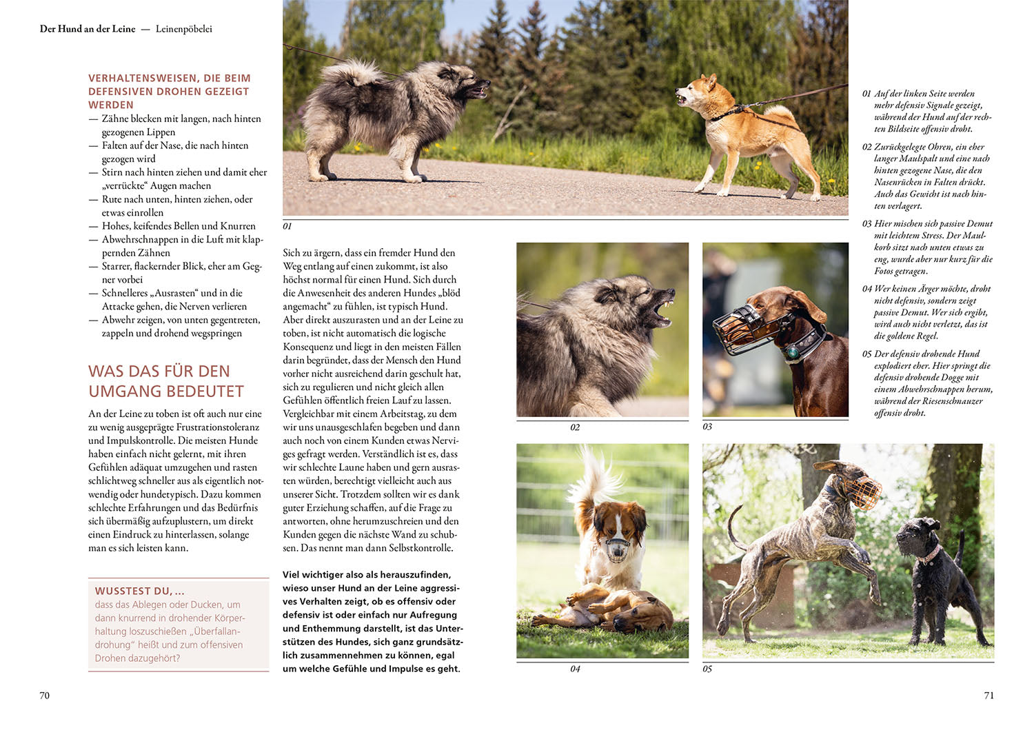kosmos-hunde-lesen-lernen-buch-maren-grote-ratgeber image 4