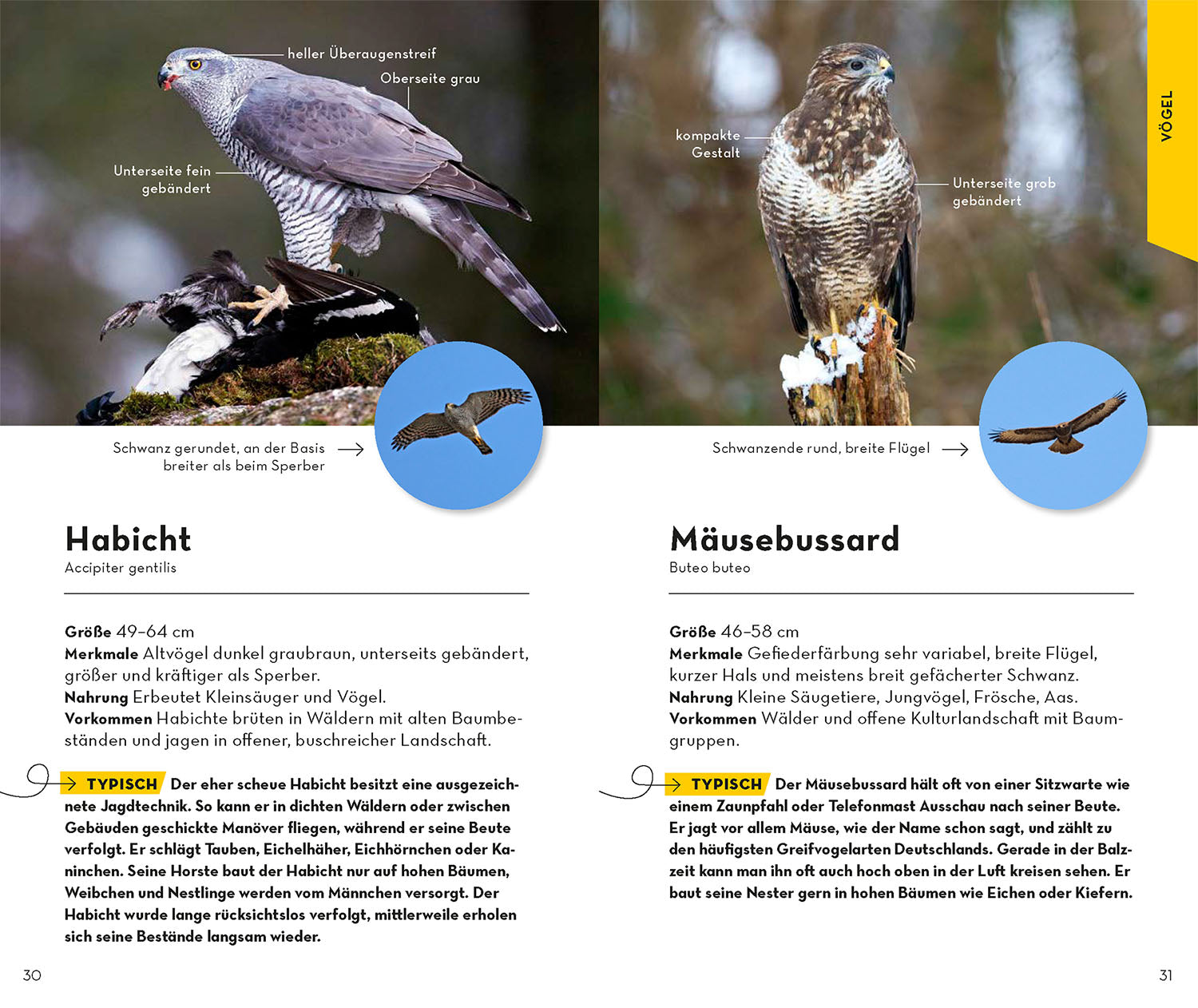 kosmos-basic-wald-naturf-hrer-buch-100-waldbewohner-nabu image 4
