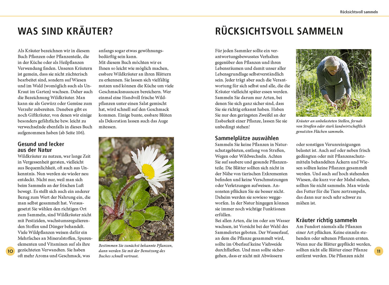 kosmos-wildkr-uter-am-blatt-erkennen-bestimmungsbuch-2 image 3