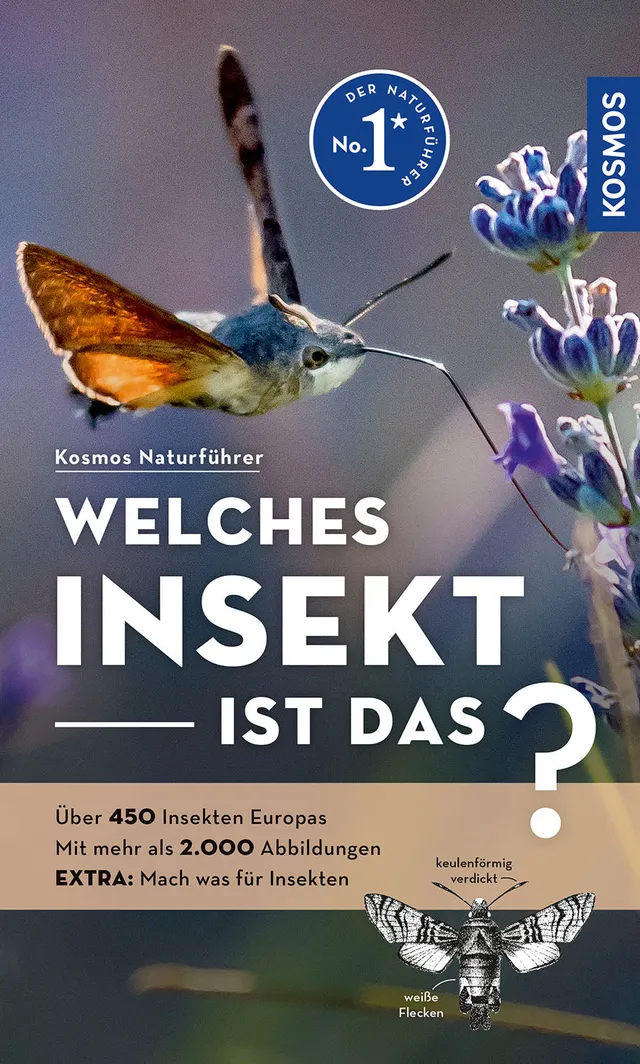 welches-insekt-ist-das-kosmos-insektenf-hrer-mit-plus-app image 1