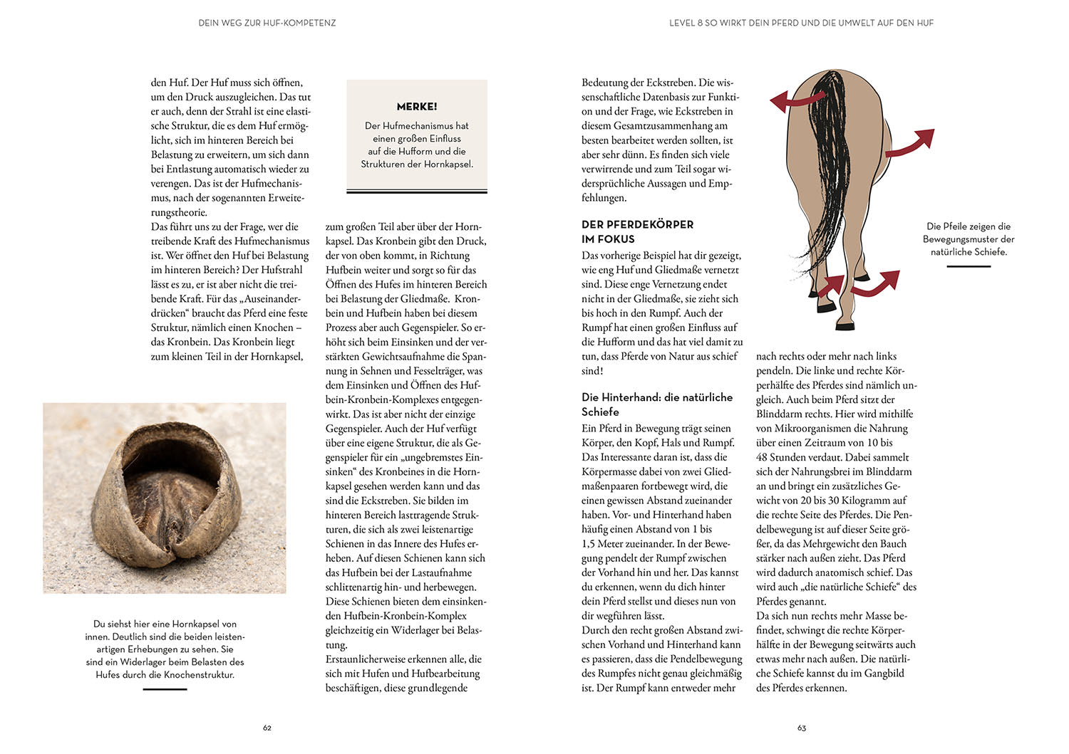 kosmos-hufe-lesen-buch-pferdehufe-huf-form-ratgeber image 5