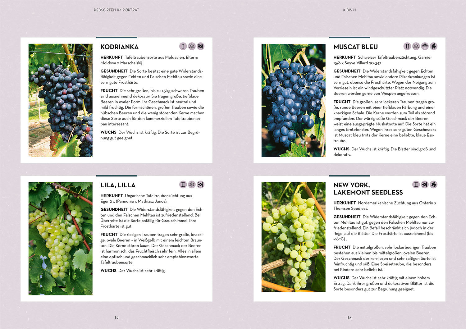 kosmos-wein-im-garten-anbauen-ernten-ratgeber-rebsorten image 6