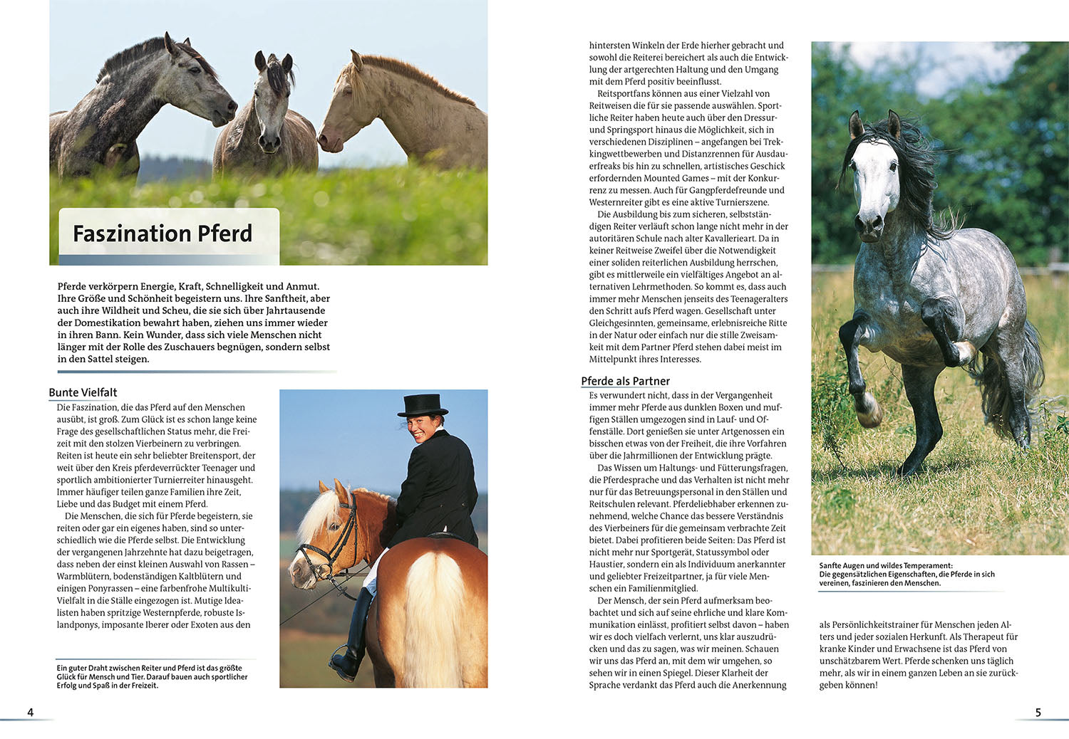 kosmos-alles-ber-pferde-buch-haltung-rassen-reiten image 3