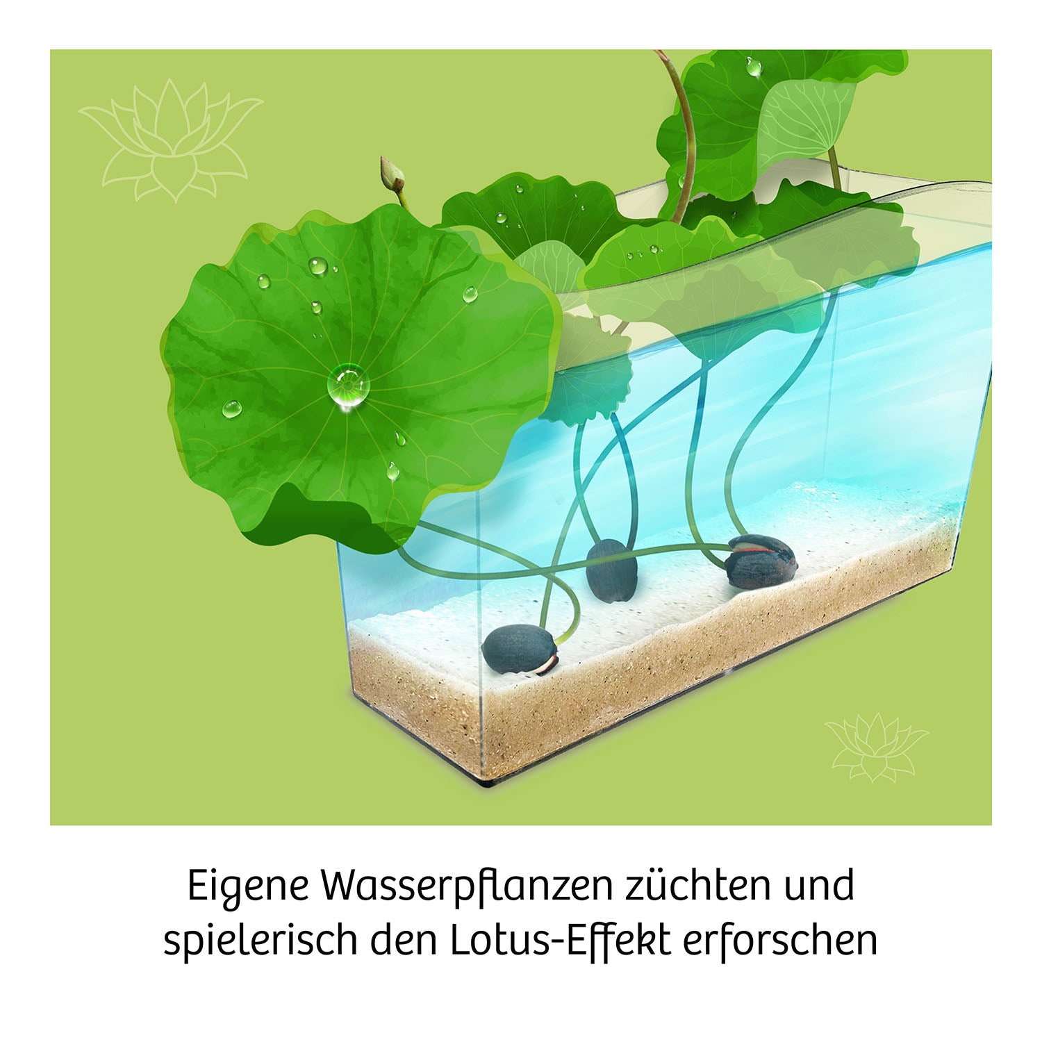 kosmos-lotus-blume-experimentierkasten-anzuchtset-ab-8 image 3