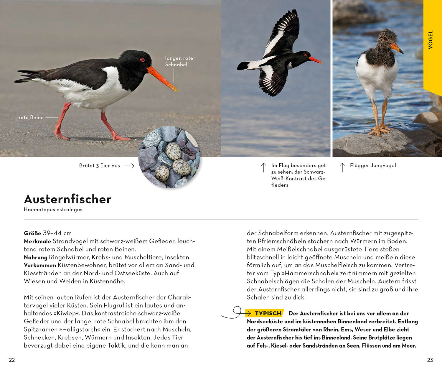 kosmos-basic-strand-und-k-ste-naturf-hrer-taschenbuch image 4
