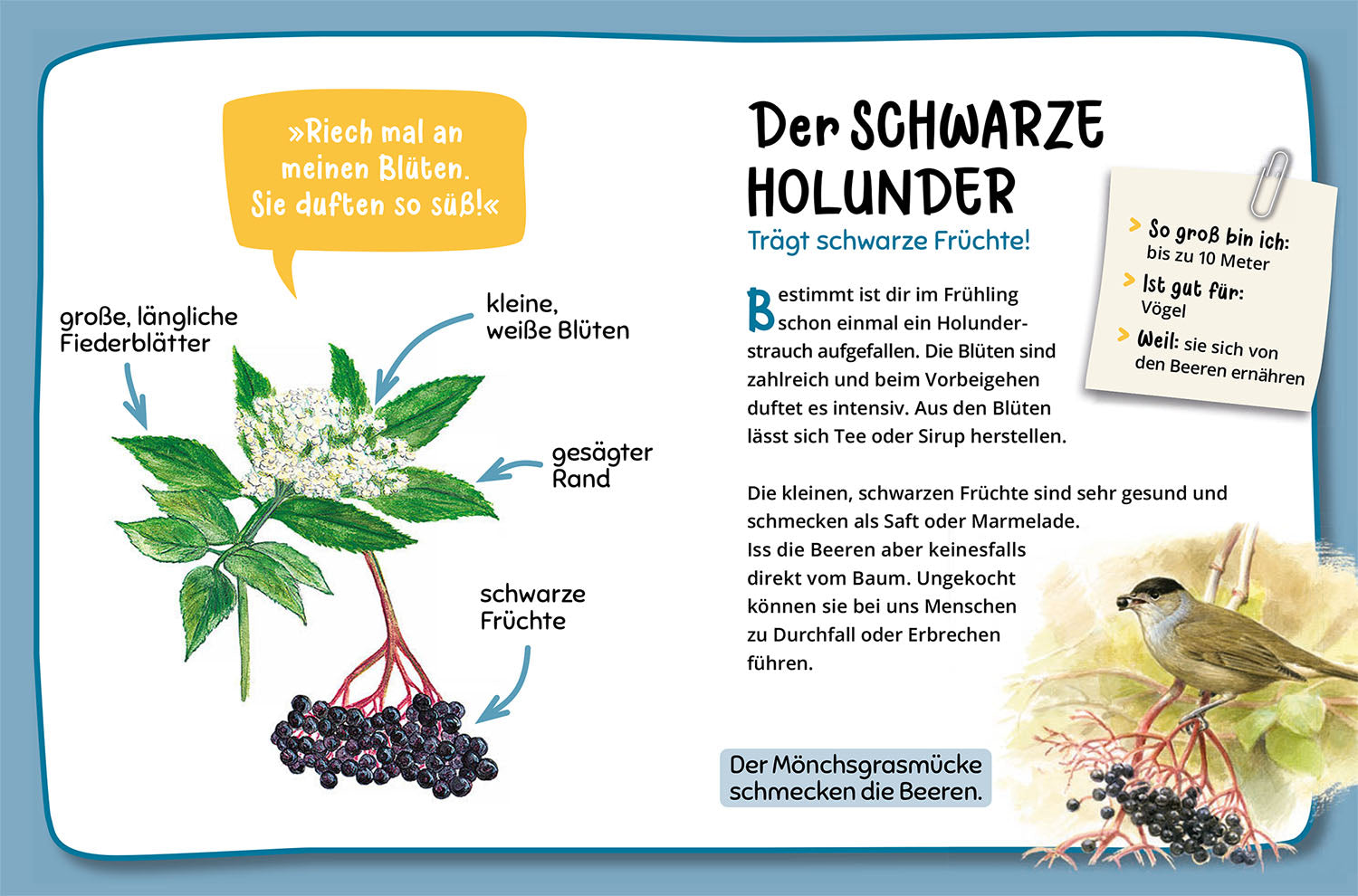 kosmos-mein-erster-naturf-hrer-welcher-baum-ist-das-kinderbuch-ab-4 image 6