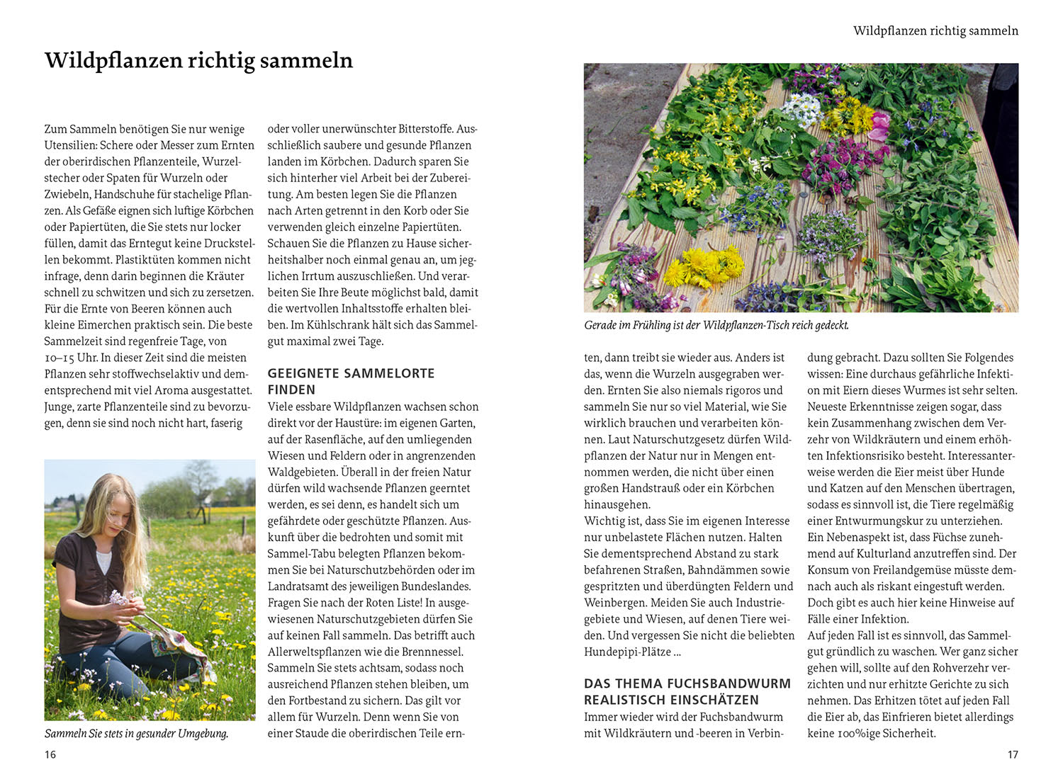 kosmos-unsere-essbaren-wildpflanzen-buch-bestimmen-sammeln image 3