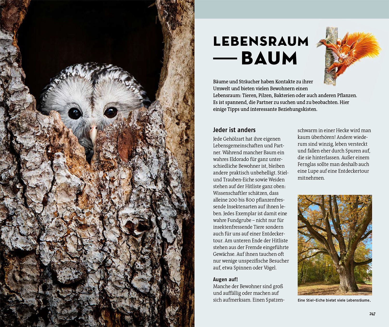 kosmos-welcher-baum-ist-das-baumf-hrer-350-arten image 6