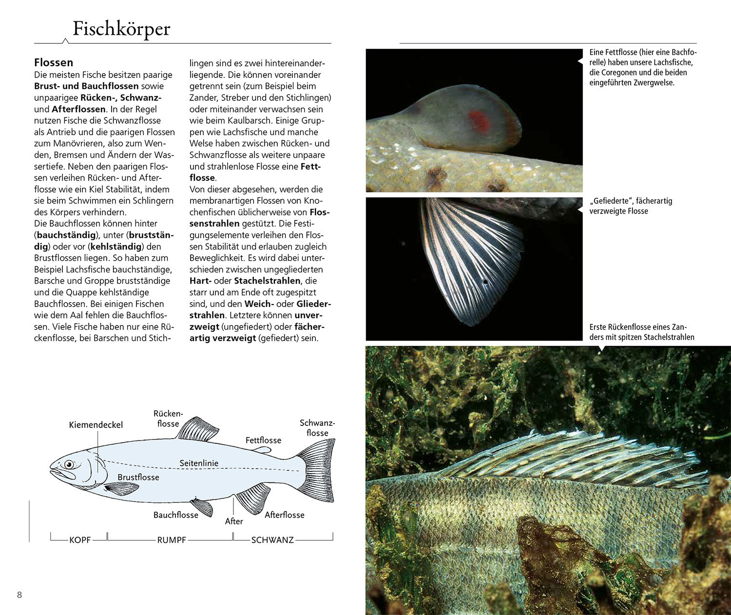 kosmos-welcher-fisch-ist-das-bestimmungsbuch-s-wasserfische image 3