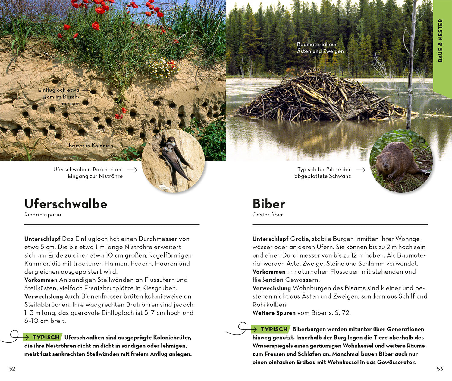 kosmos-basic-tierspuren-bestimmungsbuch-93-spuren-2 image 5