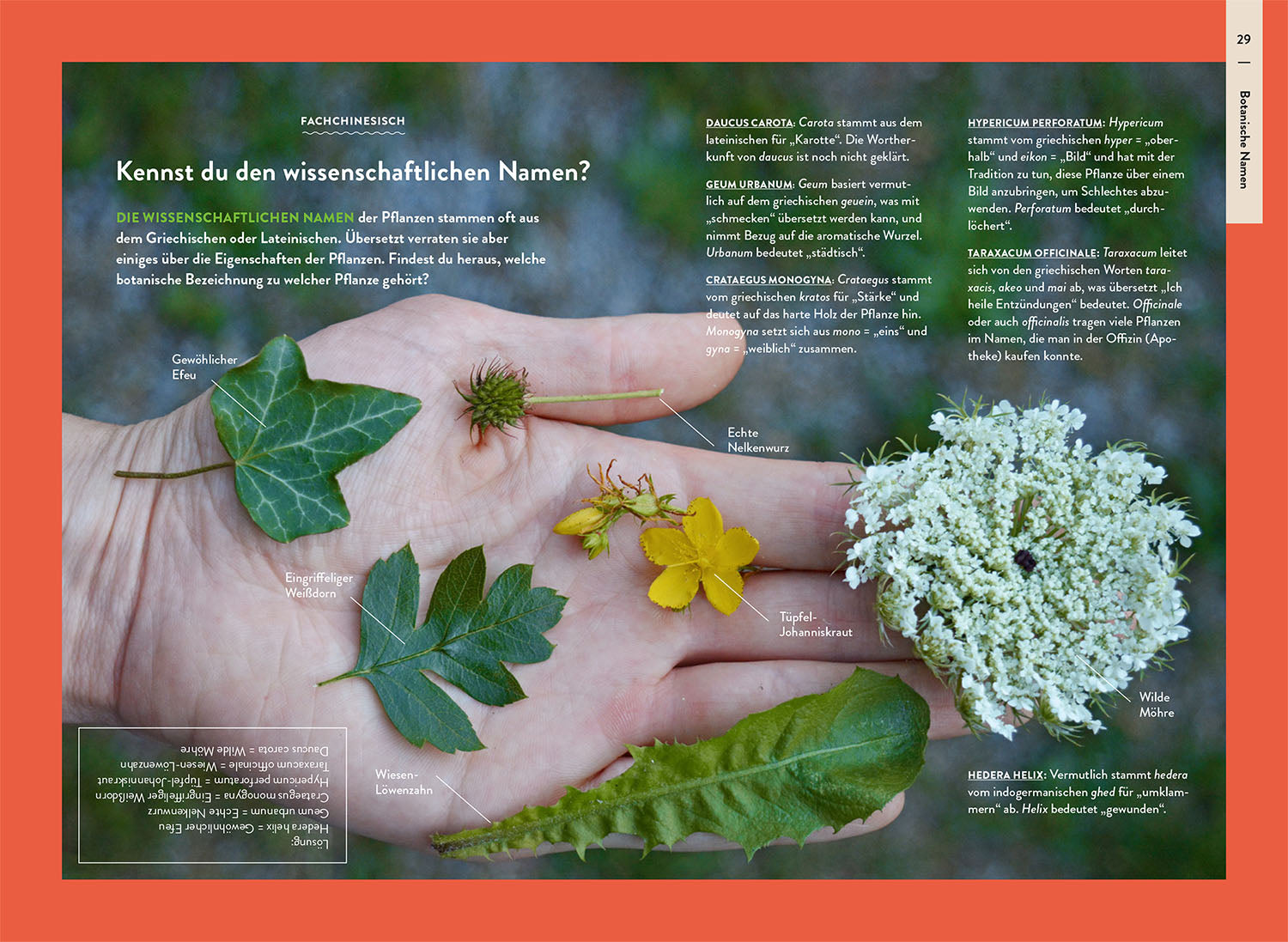 kosmos-nature-guide-wildpflanzen-buch-heimische-pflanzen-bestimmen image 6