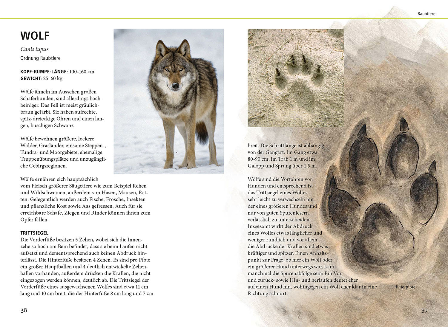 kosmos-tierspuren-lebensgro-buch-naturf-hrer-75-tiere image 4