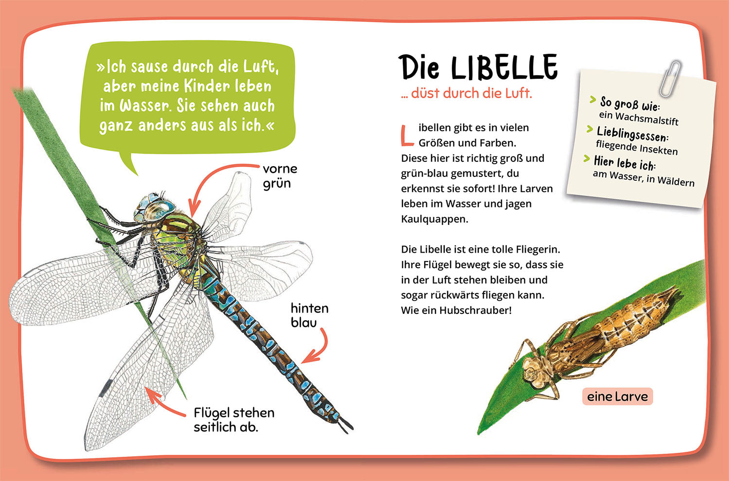 kosmos-was-krabbelt-denn-da-naturf-hrer-insekten image 6