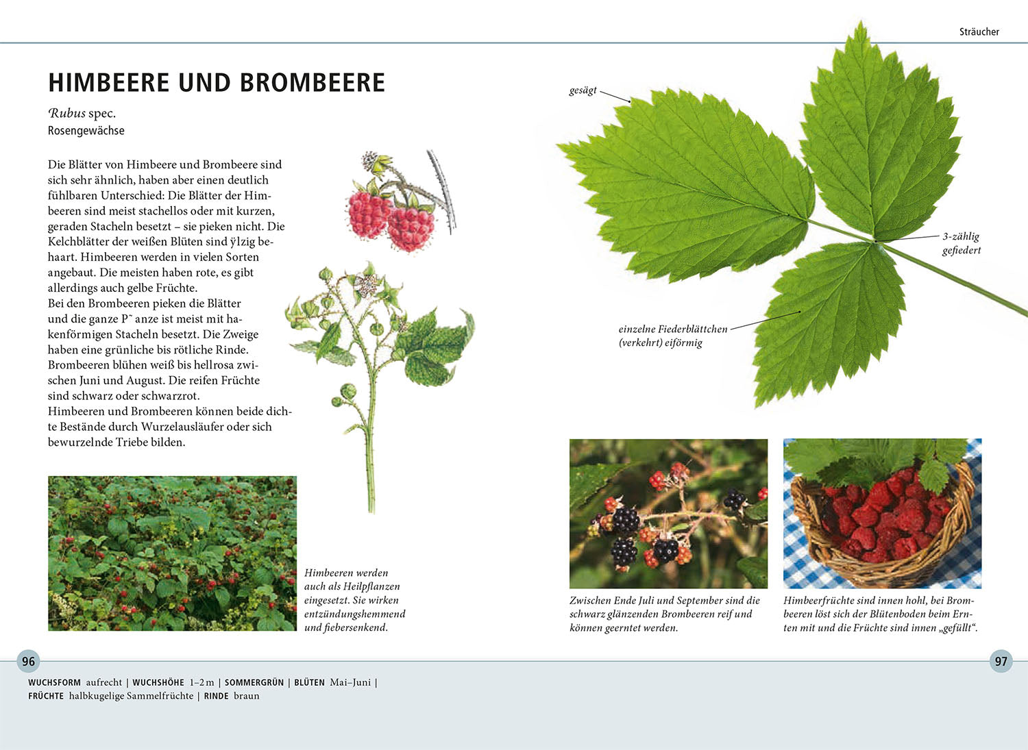 kosmos-b-ume-am-blatt-erkennen-naturf-hrer-78-arten image 5