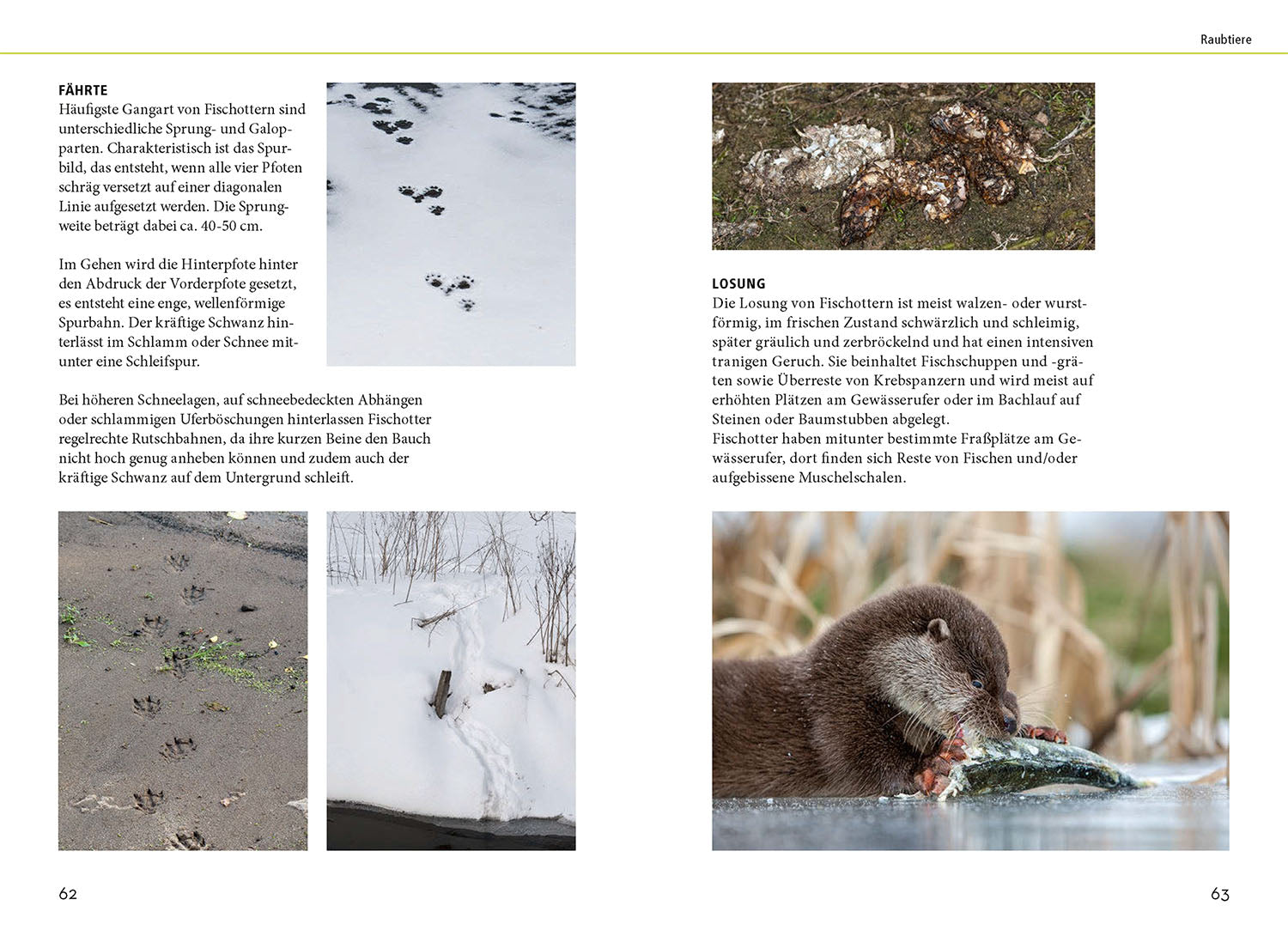kosmos-tierspuren-lebensgro-buch-naturf-hrer-75-tiere image 5