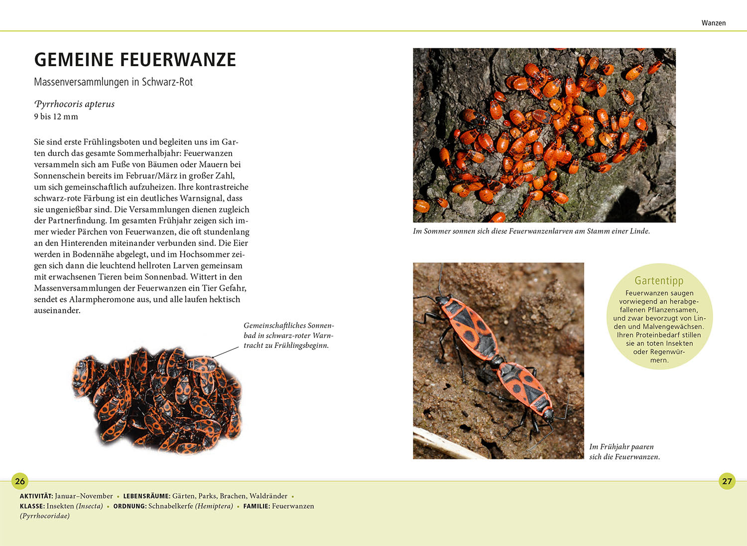 kosmos-gartentiere-lebensgro-naturf-hrer-68-arten-familie image 4