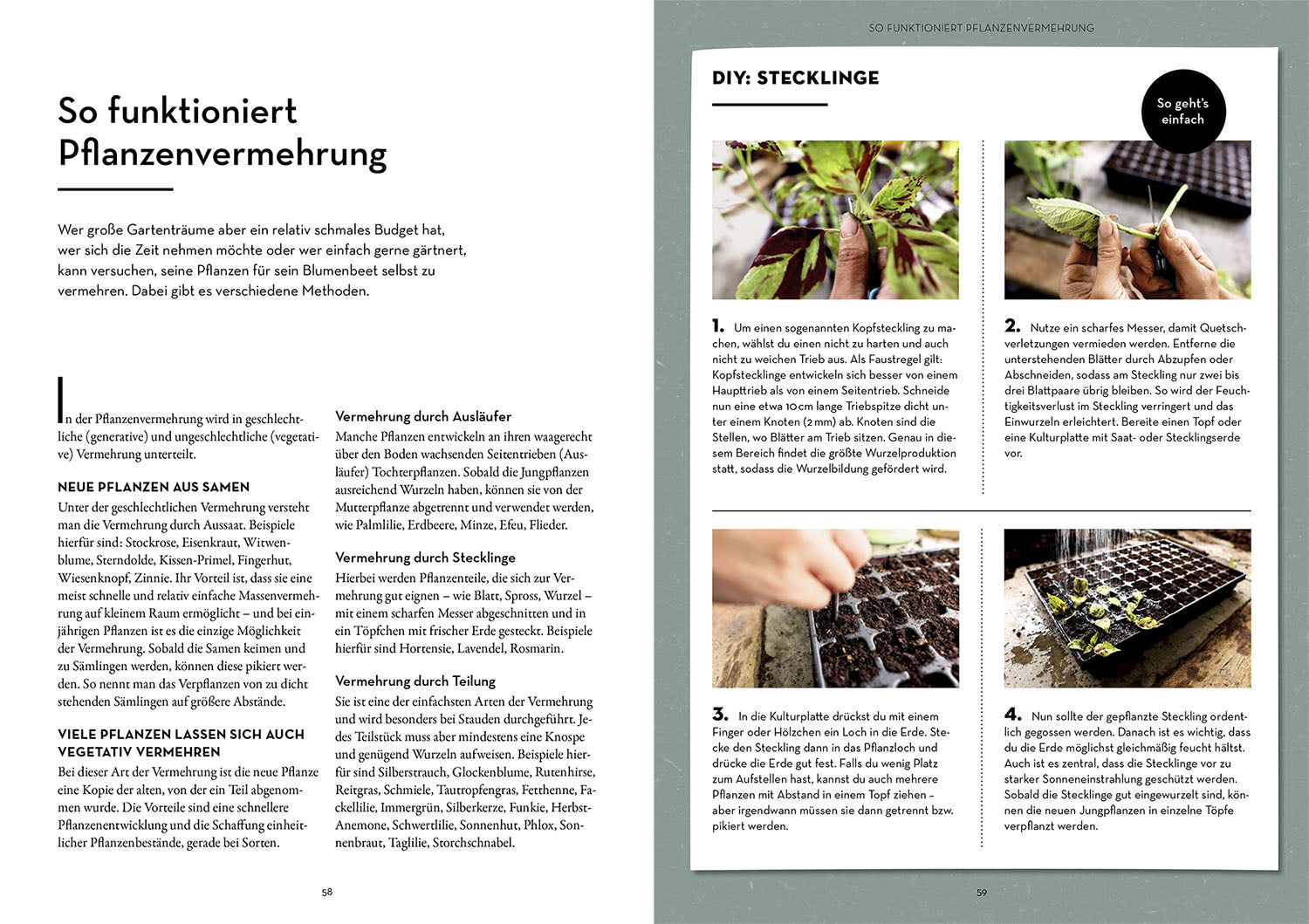 kosmos-blumenbeete-ziergarten-ratgeber-musterbeete-buch image 5