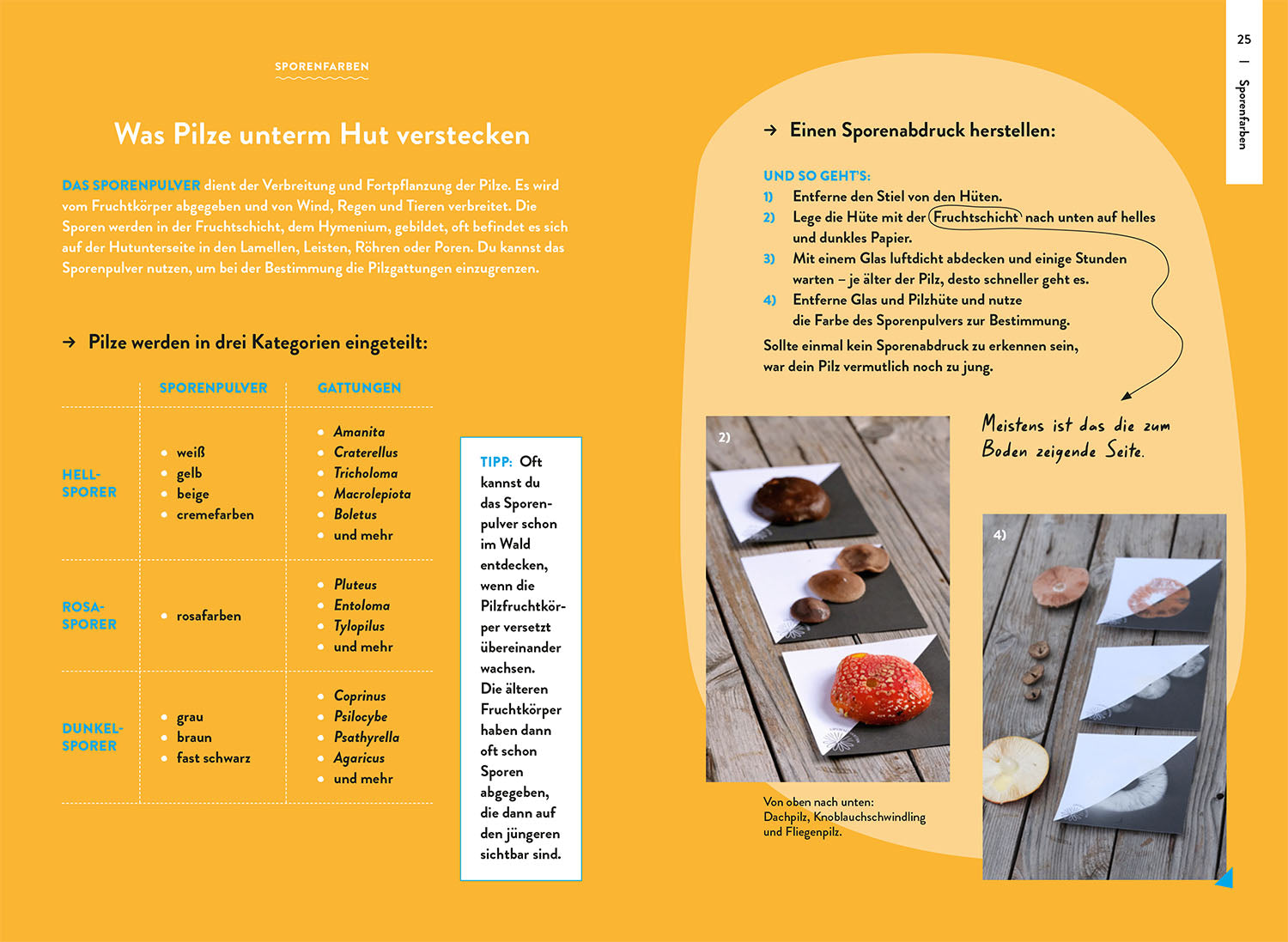 kosmos-nature-guide-pilze-pilzf-hrer-bestimmen image 3