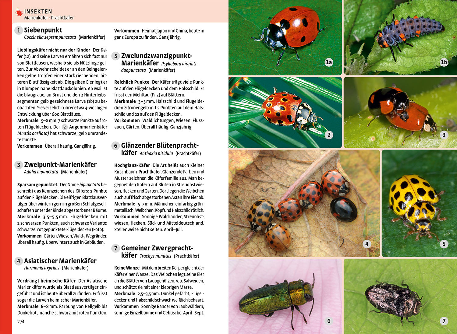kosmos-der-gro-e-naturf-hrer-tiere-und-pflanzen-buch-900-tiere image 4