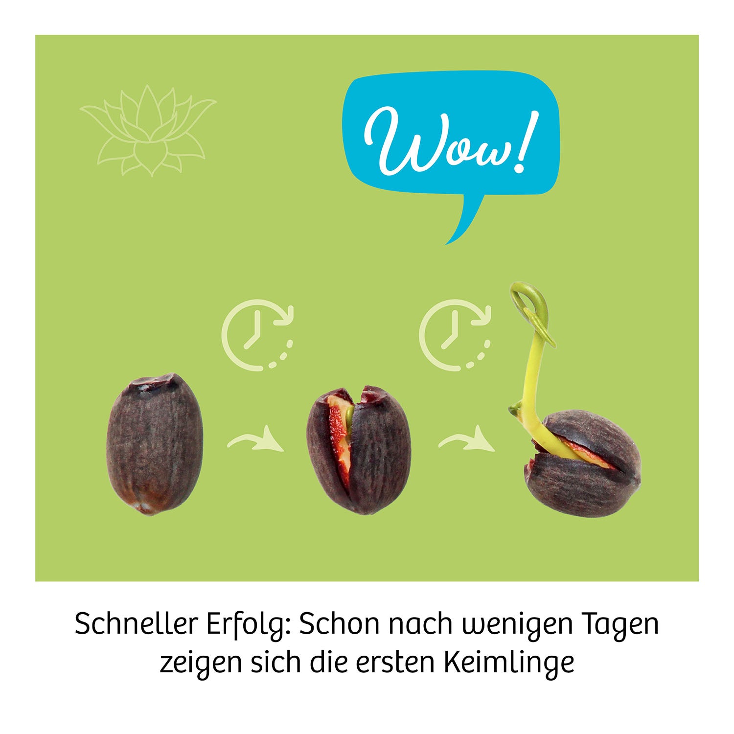 kosmos-lotus-blume-experimentierkasten-anzuchtset-ab-8 image 4