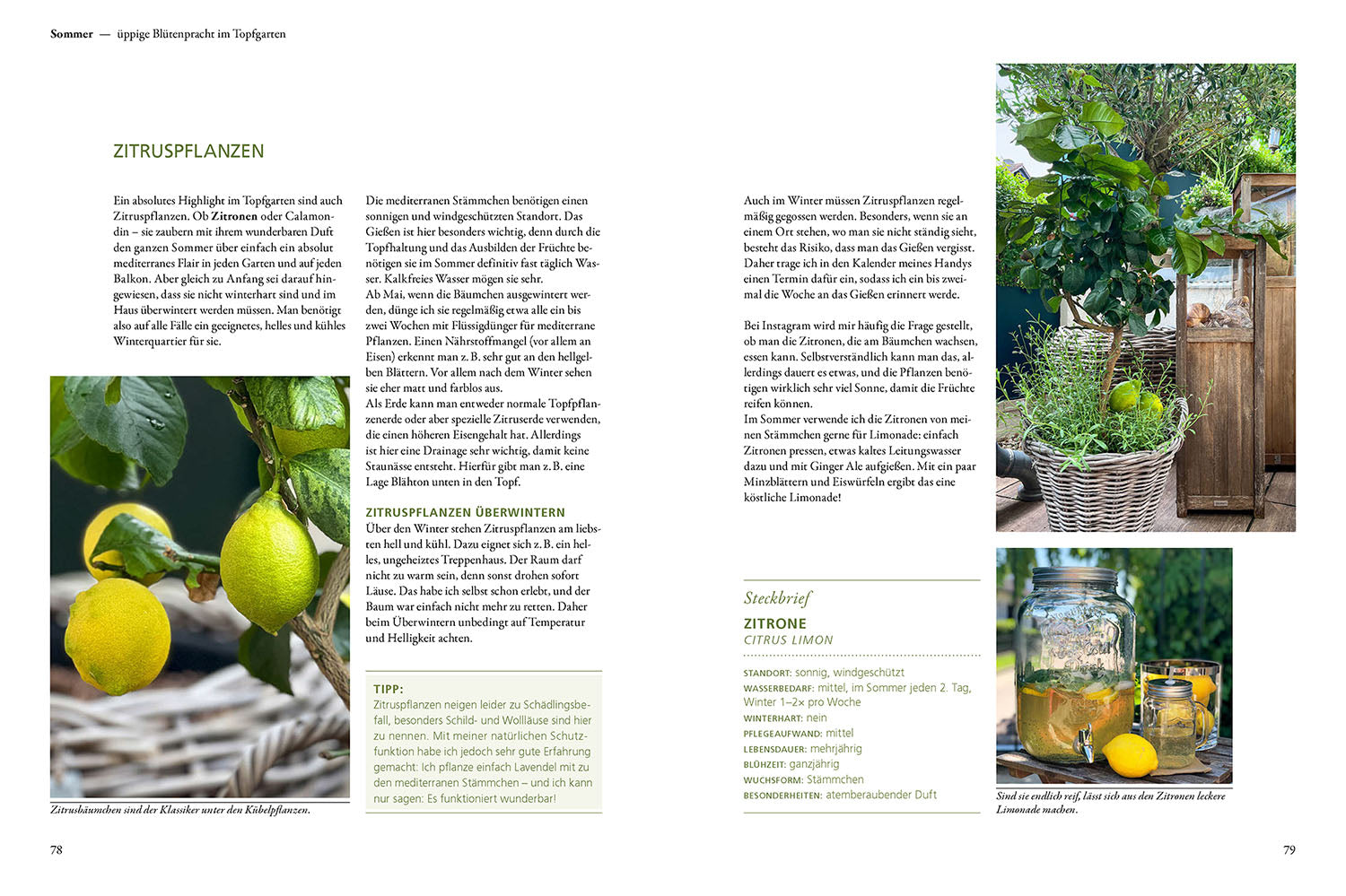 kosmos-mein-wunderbarer-topfgarten-buch-k-bel-einsteiger image 4