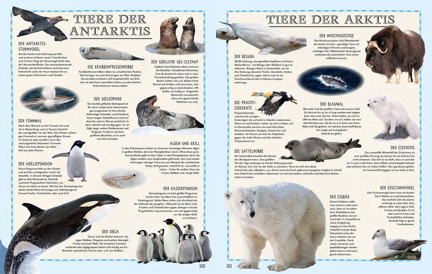 kosmos-der-weltatlas-kinderatlas-buch-mit-karten-zum-aufh-ngen image 5