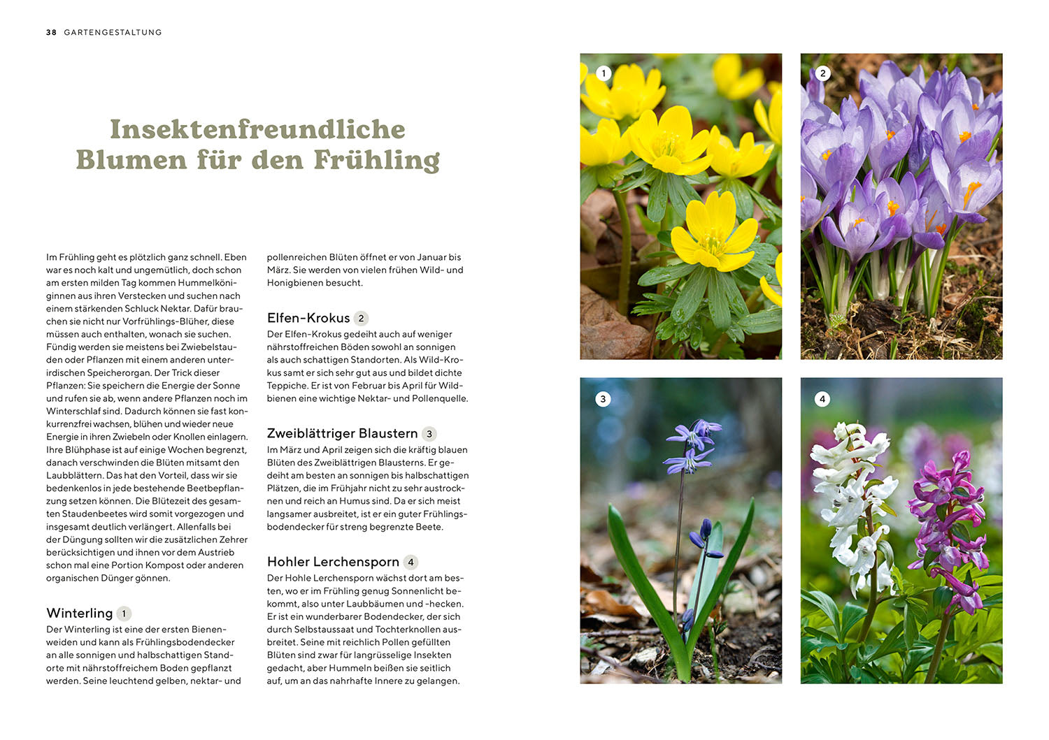 kosmos-mein-insektenparadies-gartenbuch-bienen-hummeln image 4