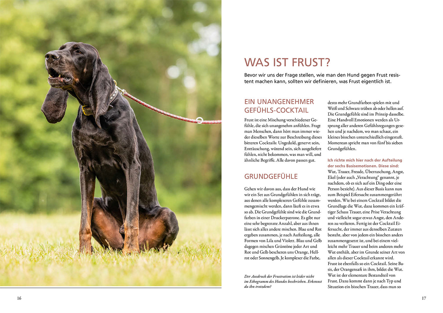 kosmos-frust-lass-nach-hunde-ratgeber-maren-grote image 3