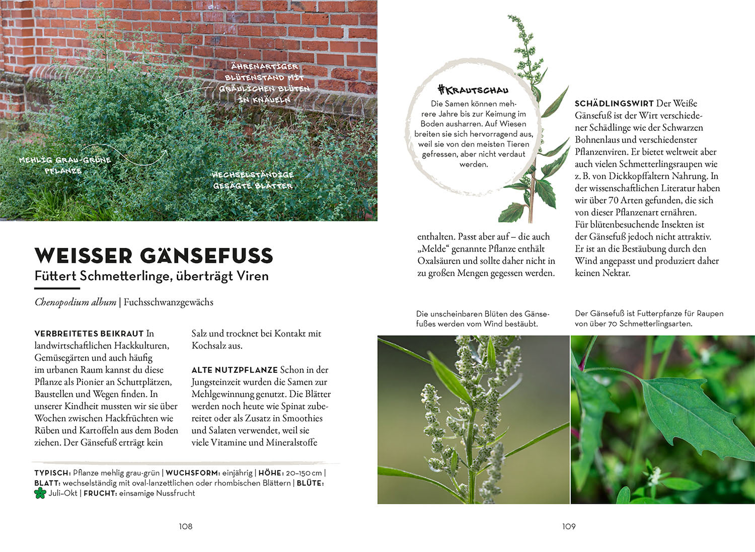 kosmos-das-w-chst-in-deiner-stadt-bestimmungsbuch-pflanzen image 5