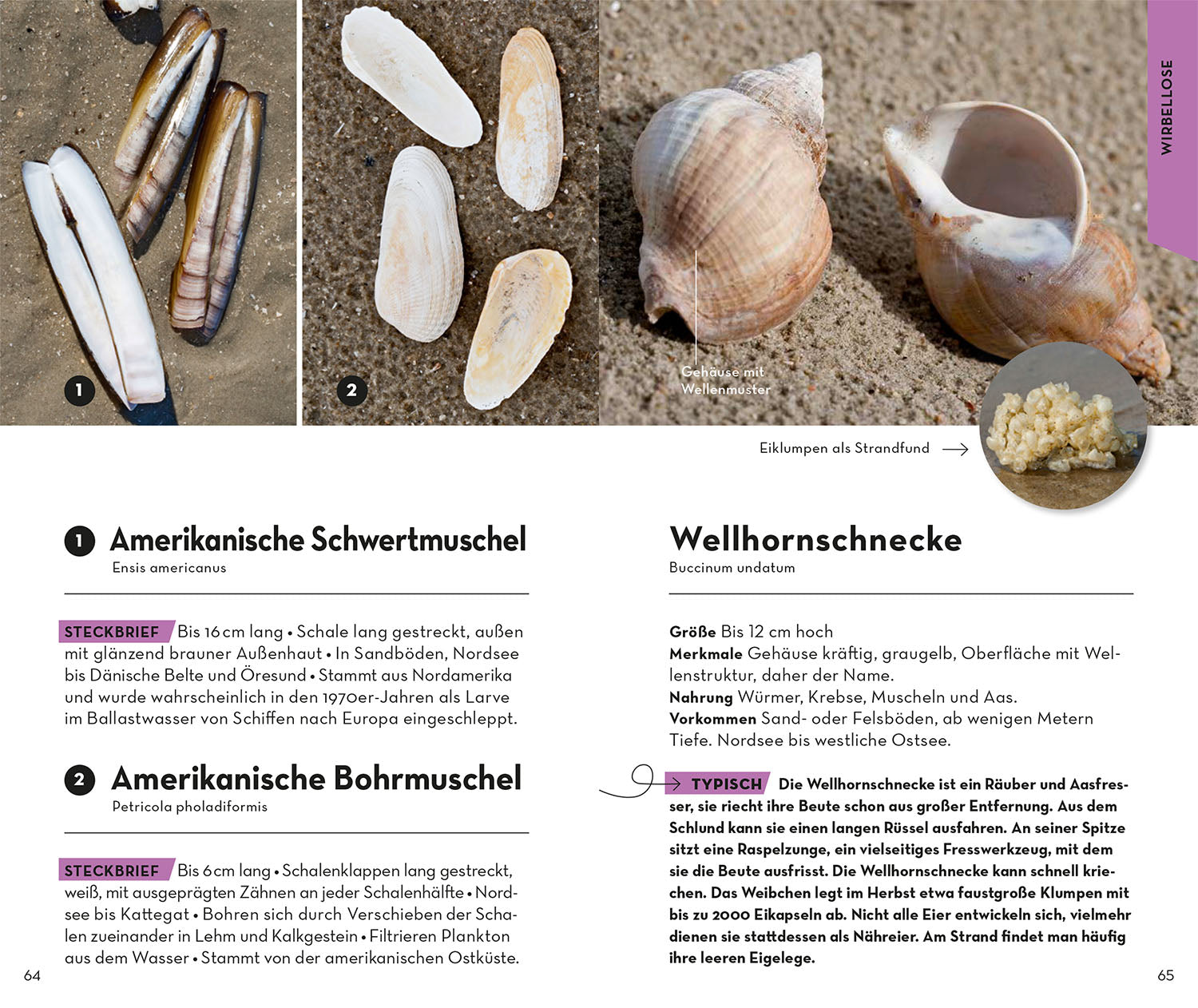 kosmos-basic-strand-und-k-ste-naturf-hrer-taschenbuch image 5