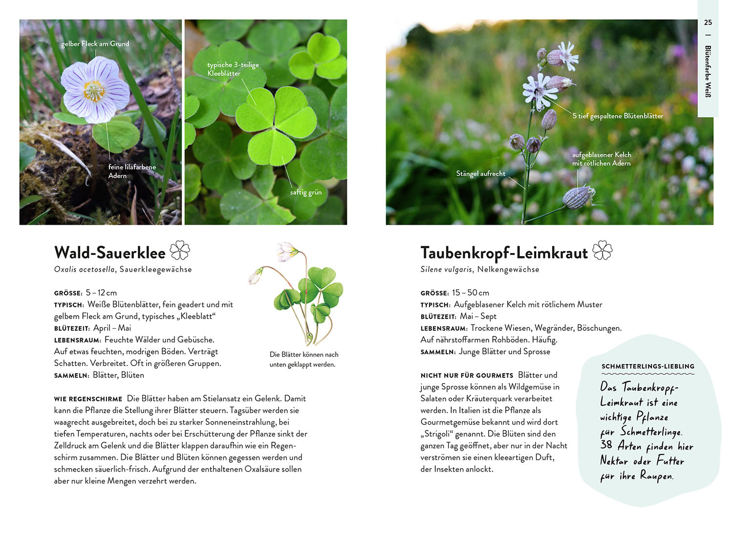 kosmos-nature-guide-wildpflanzen-buch-heimische-pflanzen-bestimmen image 5