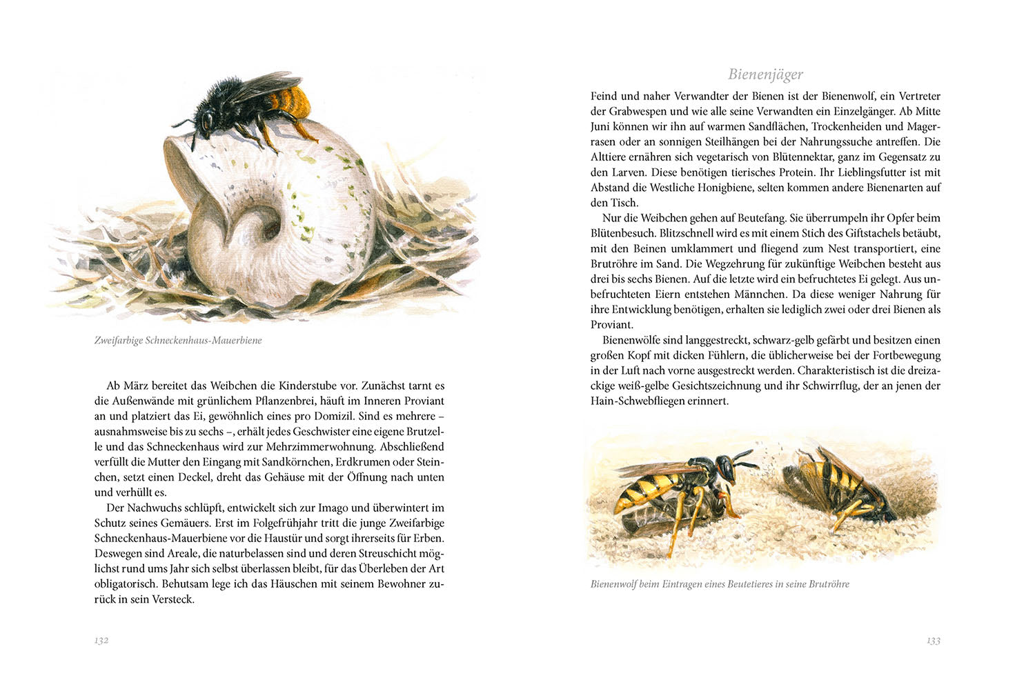 kosmos-sommerwiese-daniela-strau-naturbuch-wiese-tiere-pflanzen image 5