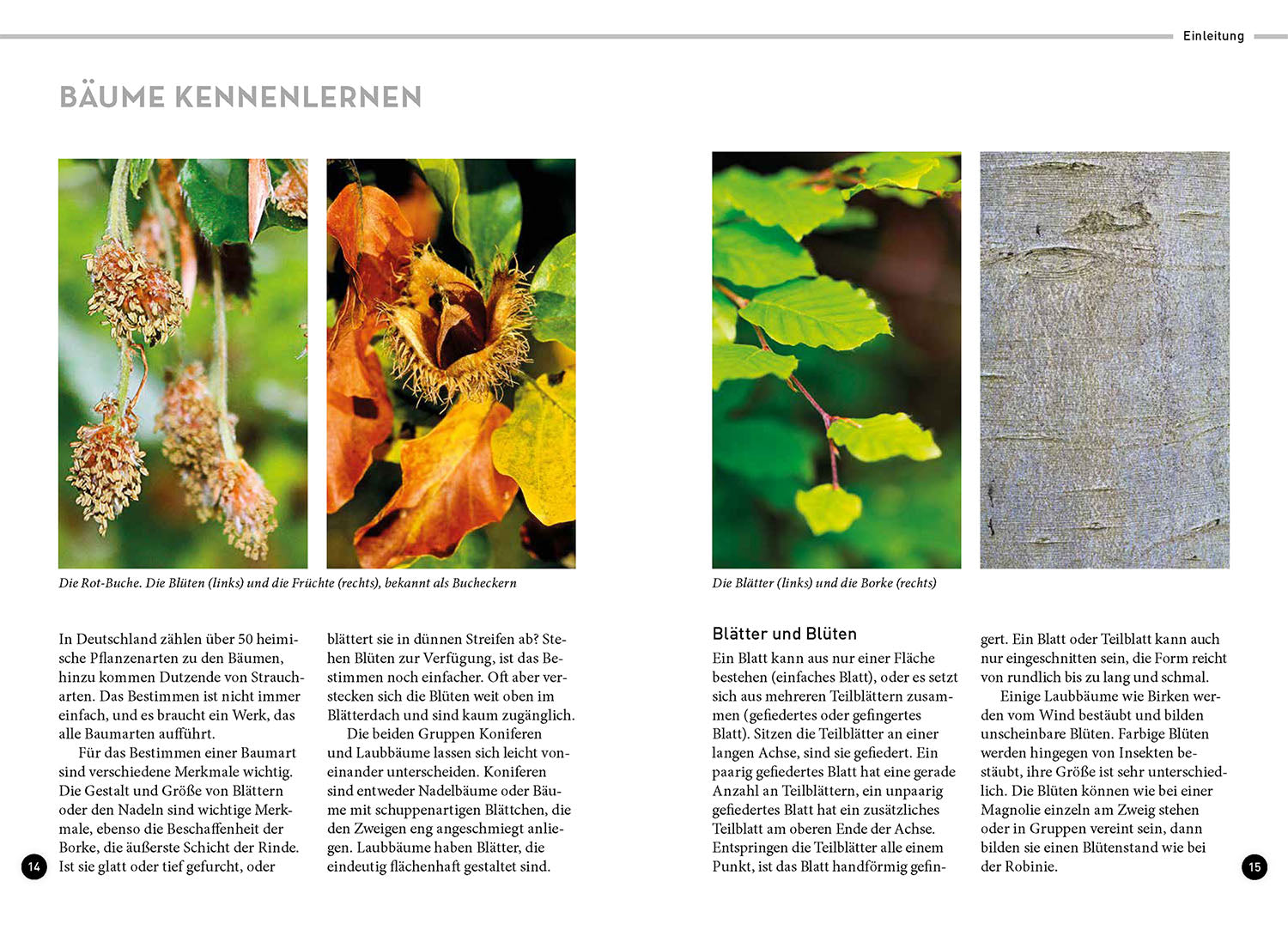 kosmos-lieblingsb-ume-naturf-hrer-b-ume-bestimmen-40-arten image 3