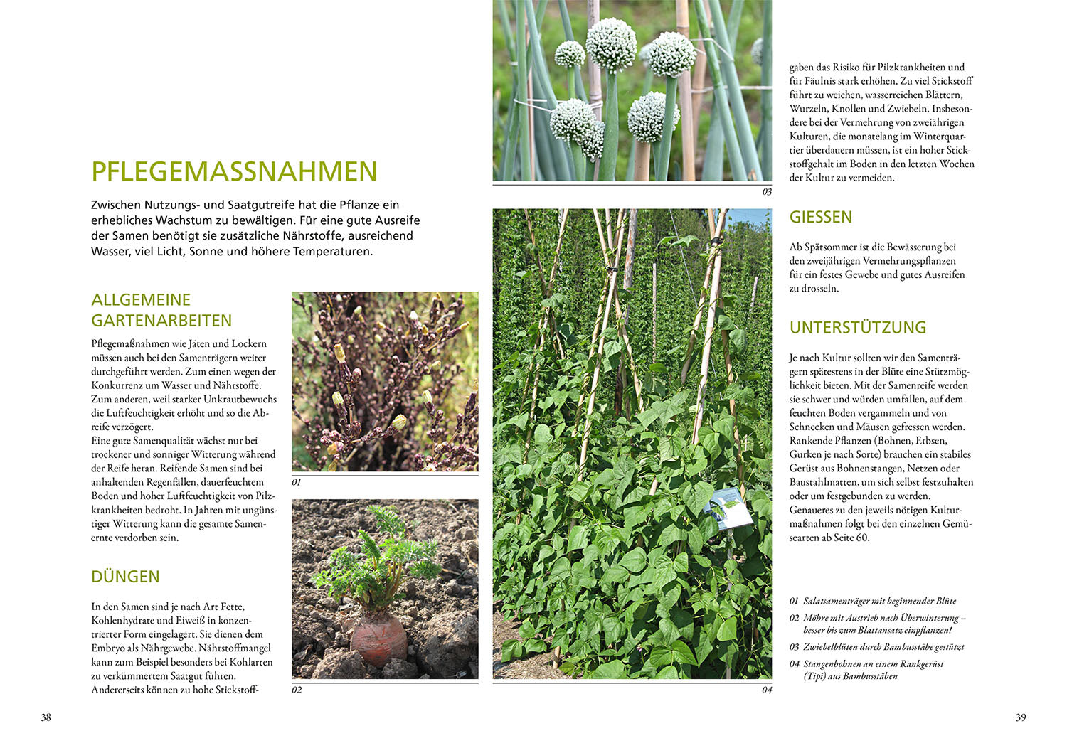 kosmos-meine-samen-g-rtnerei-gartenbuch-saatgut-vermehren image 4