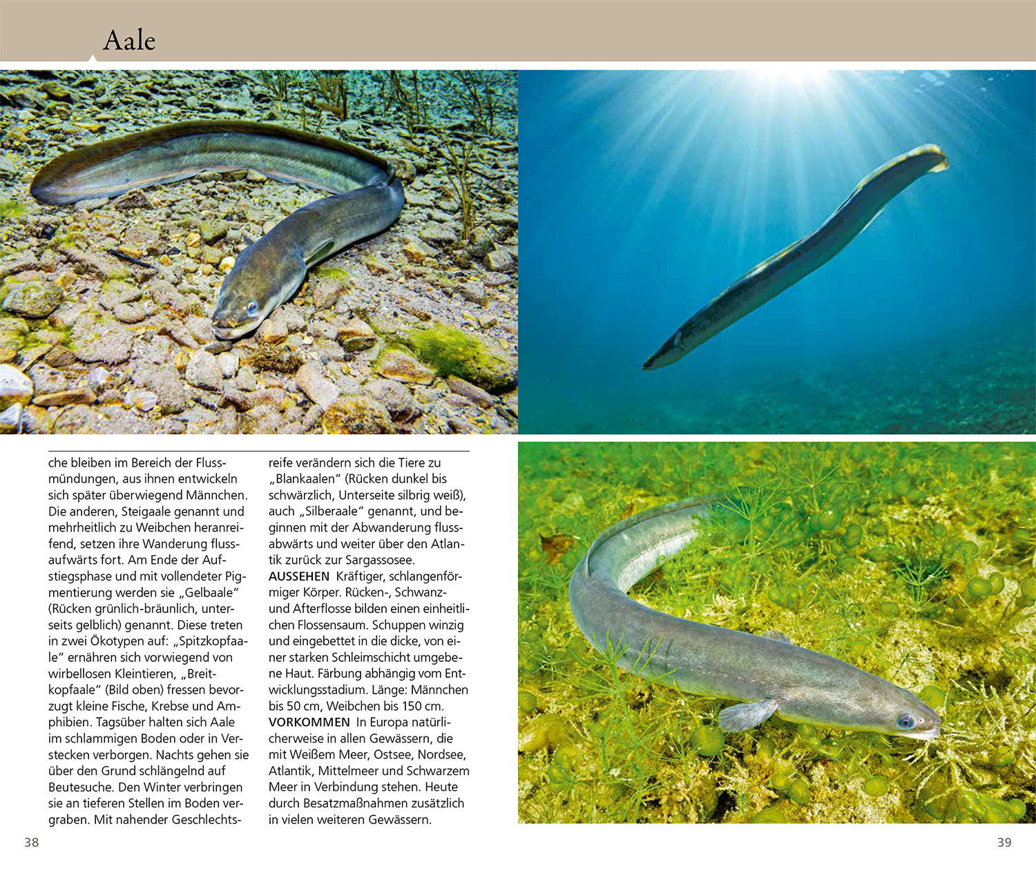 kosmos-welcher-fisch-ist-das-bestimmungsbuch-s-wasserfische image 4