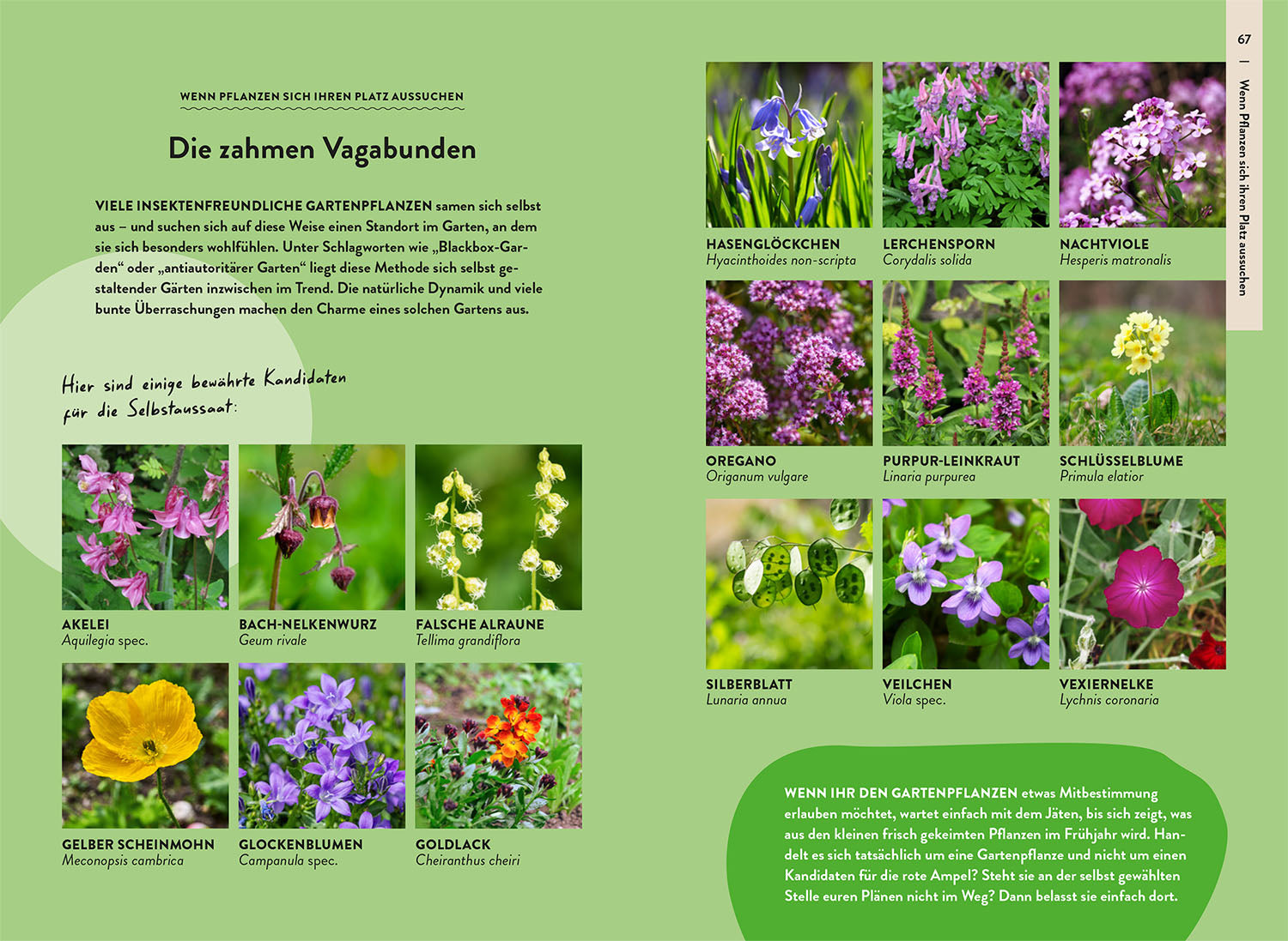 garden-guide-wildkrautampel-gartenbuch-40-wildpflanzen image 5